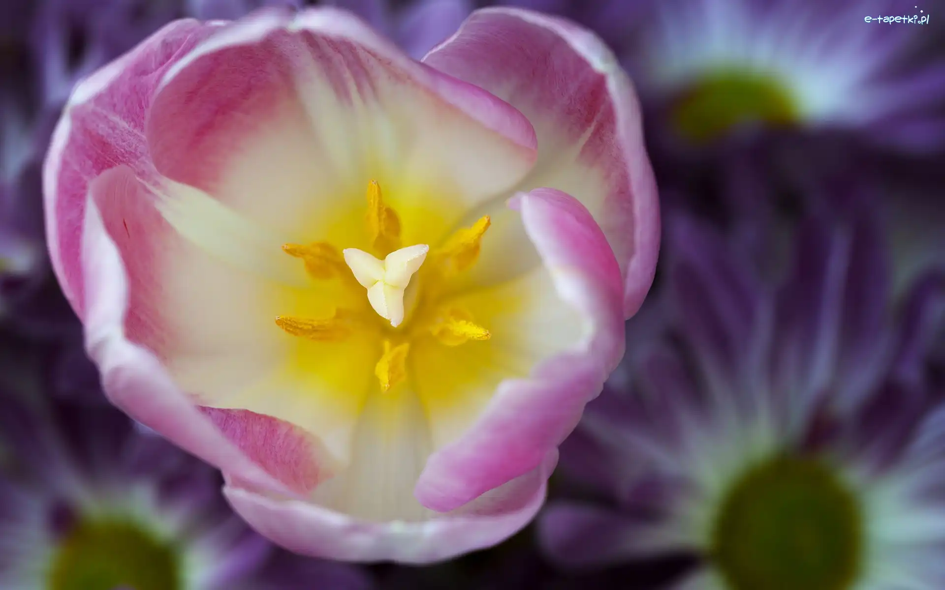 Tulipan