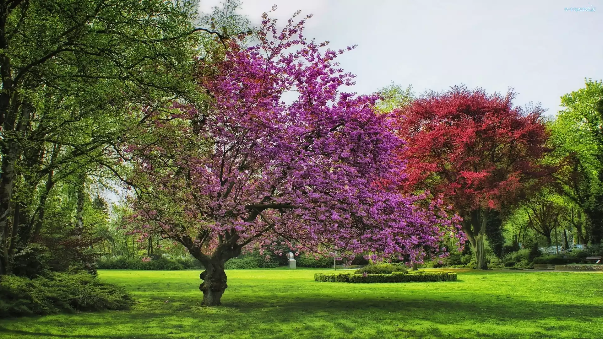 Drzewa, Wiosna, Park, Kwitnące