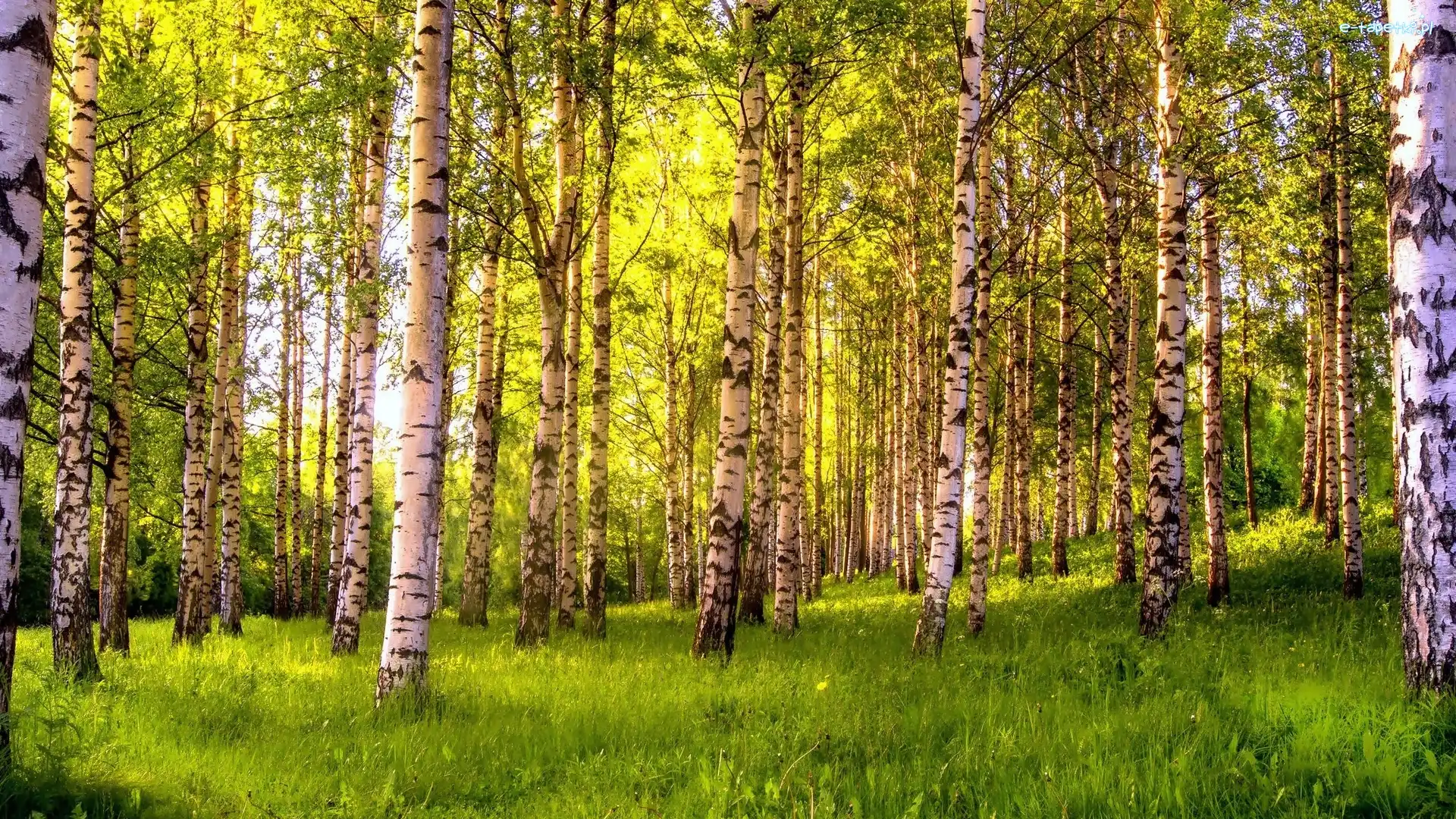 Las, Przebijające, Brzozowy, Wiosna, Światło