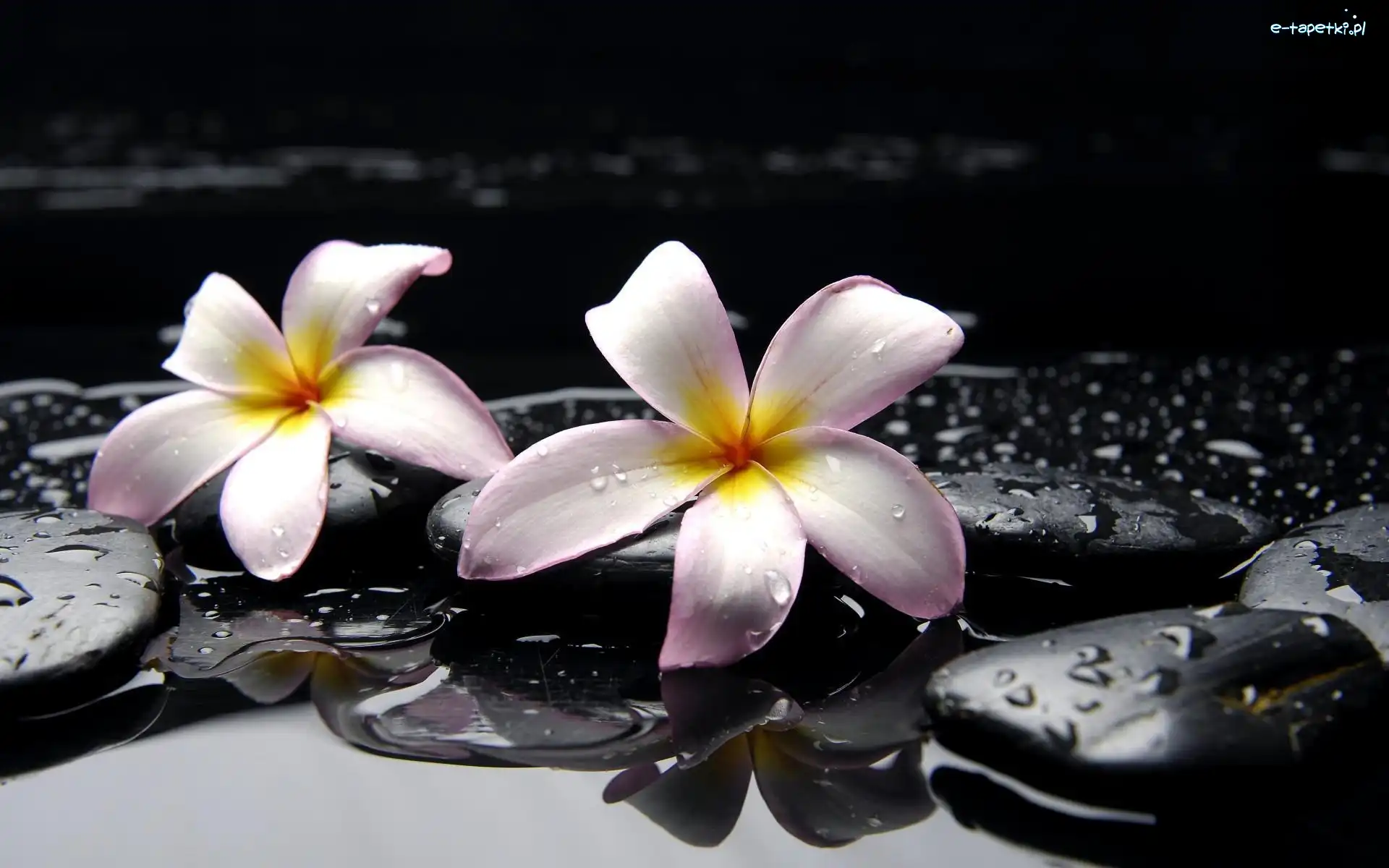 Plumeria, SPA