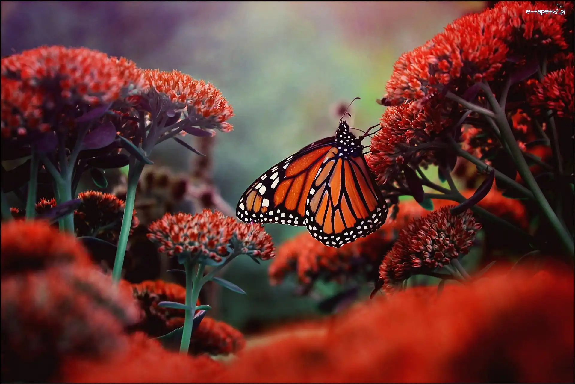 Kwiaty, Monarch, Motyl, Kwitnące
