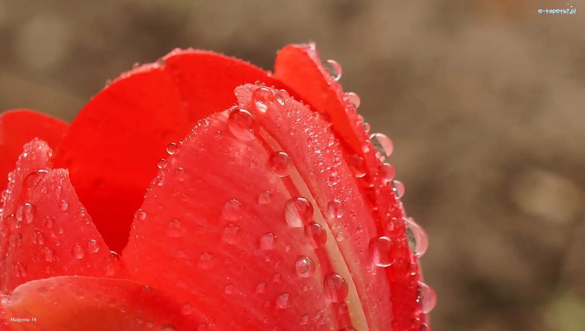 Makro, Płatki, Krople, Rosa, Czerwony, Tulipan