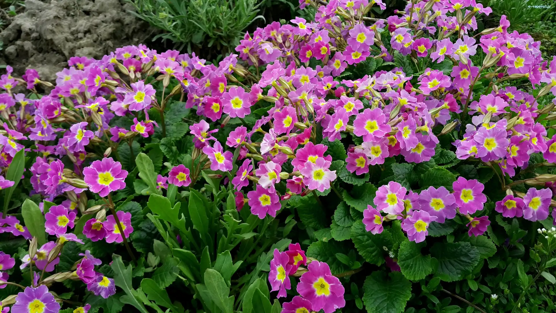 Prymula, Kwiaty, Purpurowe