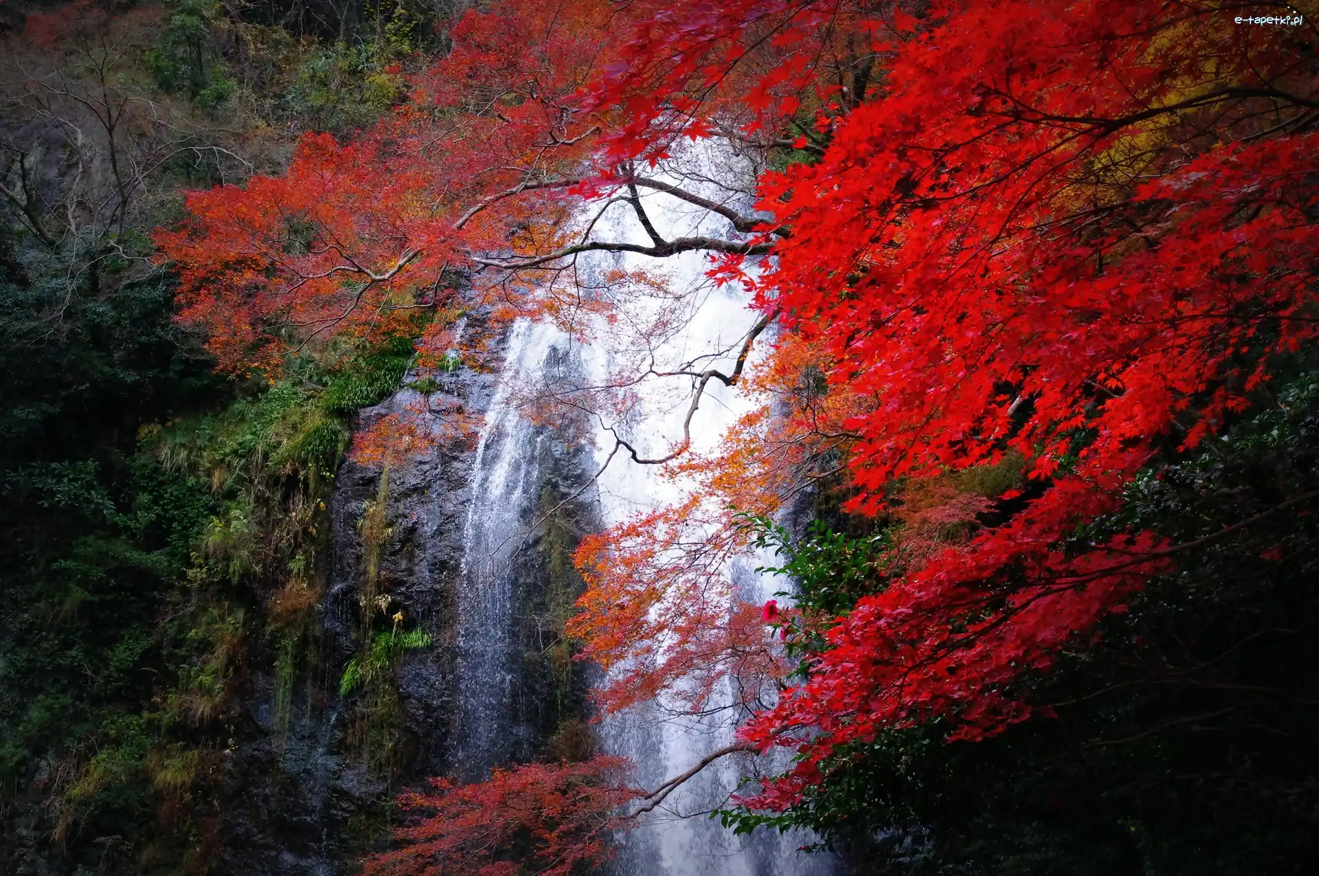 Japonia, Las, Wodospad