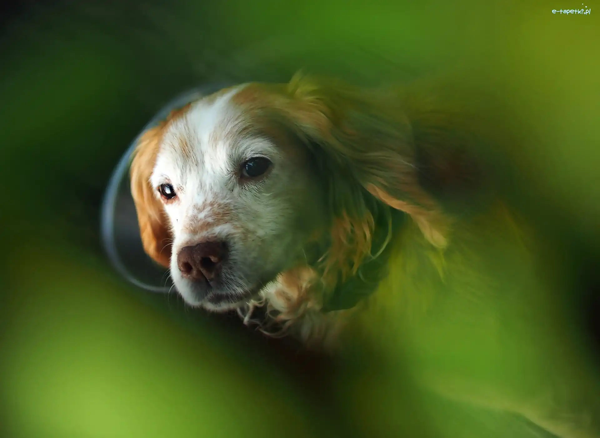 Zbliżenie, Cocker Spaniel