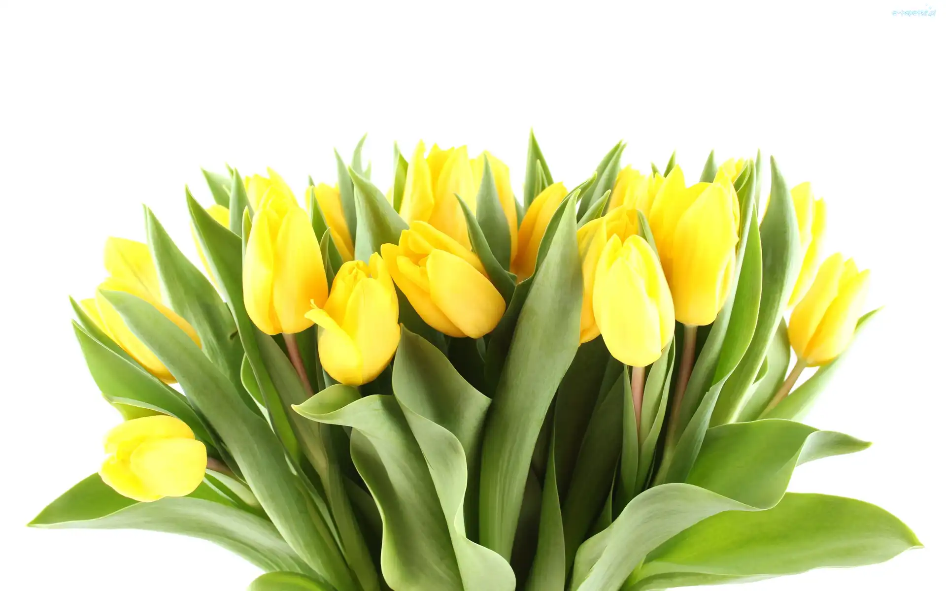 Tulipany, Żółte
