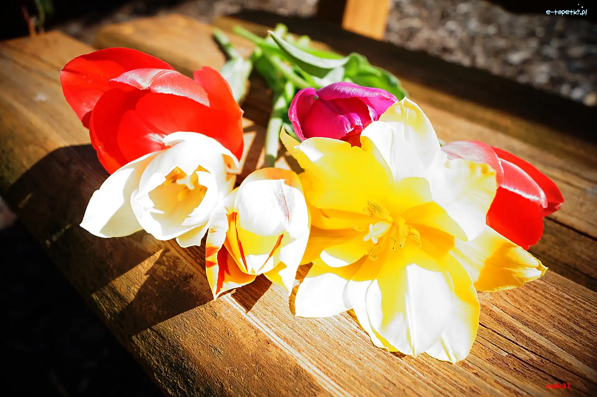 Ławeczka, Tulipany, Kolorowe
