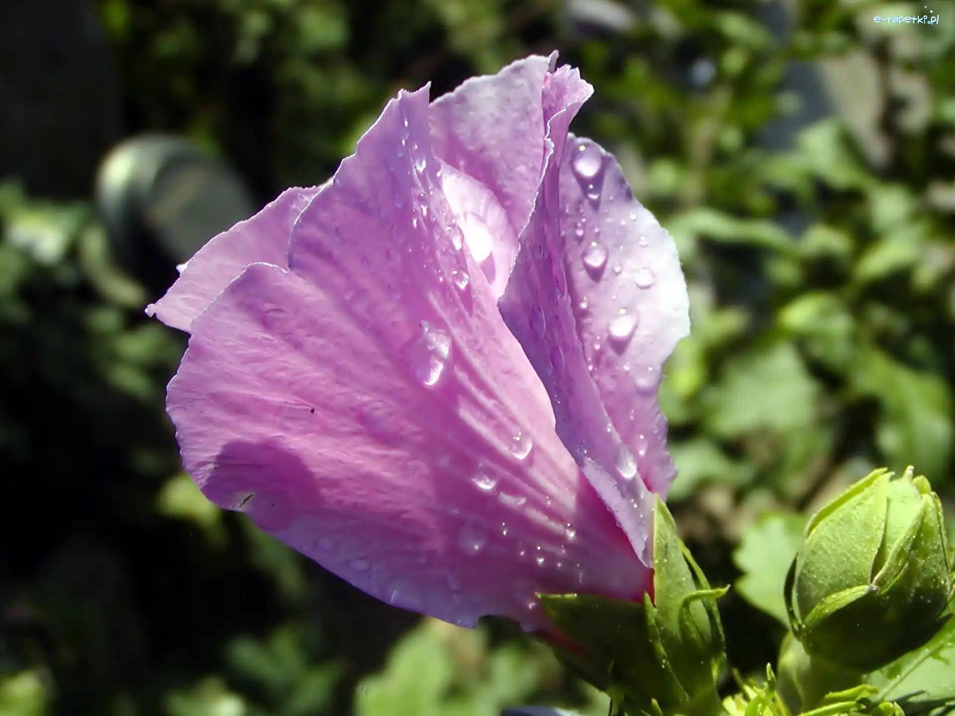 Różowego, Krople, Hibiskusa, Pączek