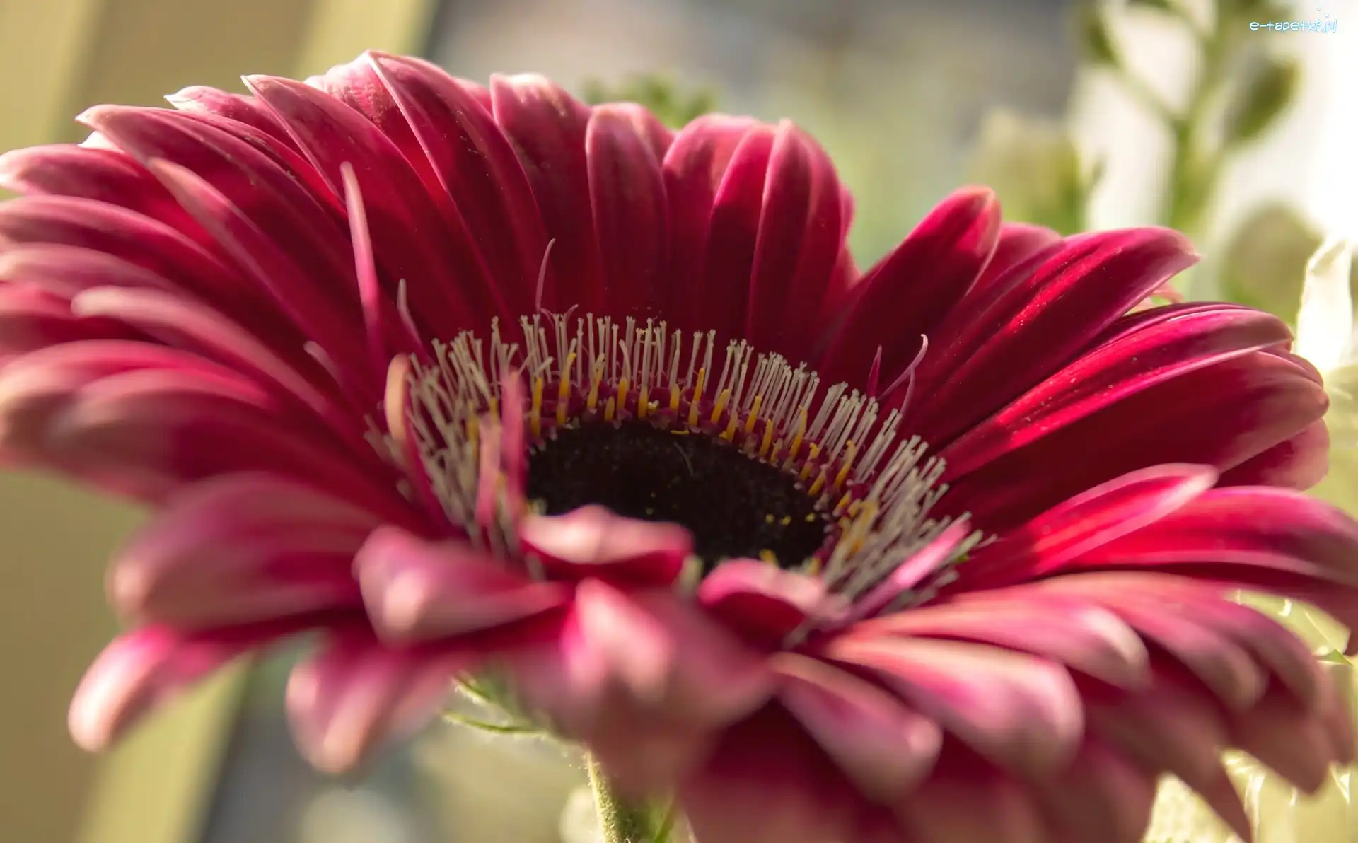 Makro, Gerbera, Różowa
