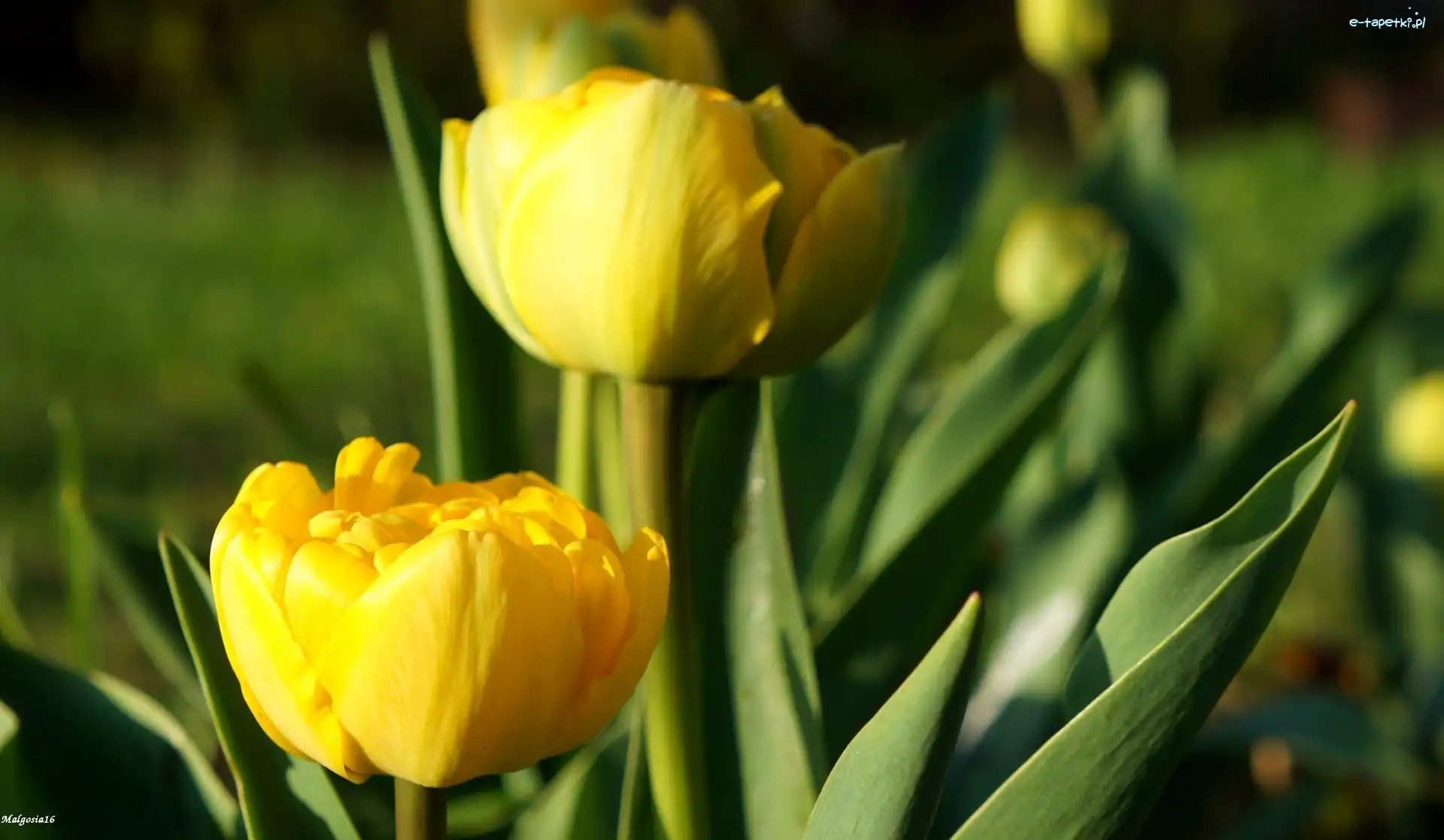 Wiosenne, Tulipany, Żółte, Kwiaty