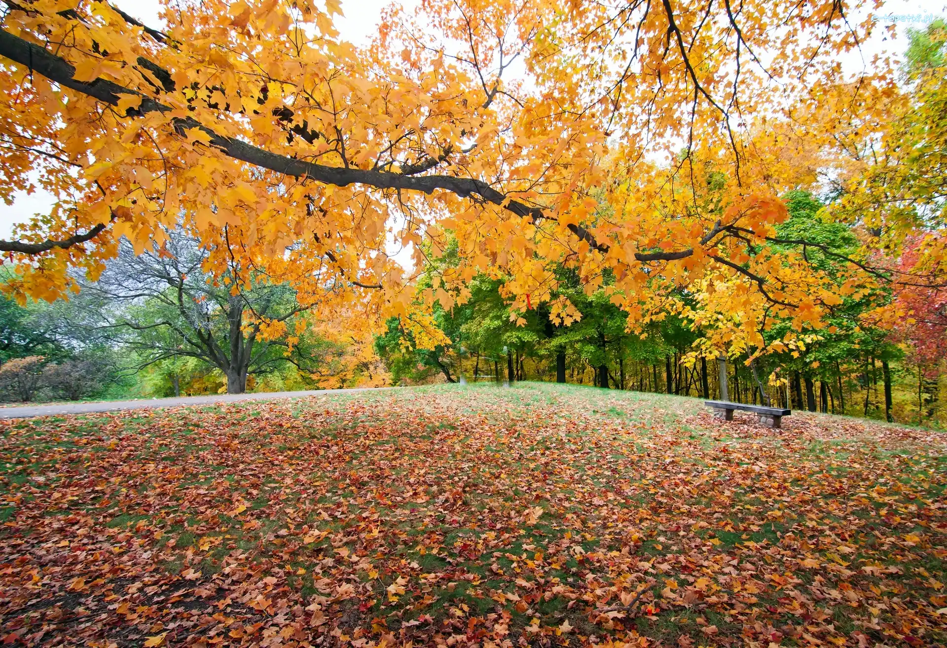 Ławeczka, Park, Jesień