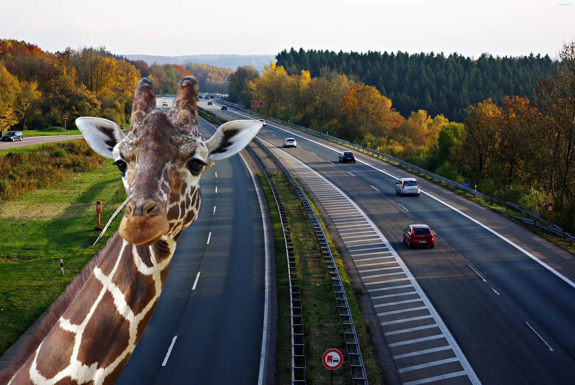 Autostrada, Las, Drzewa, Żyrafa