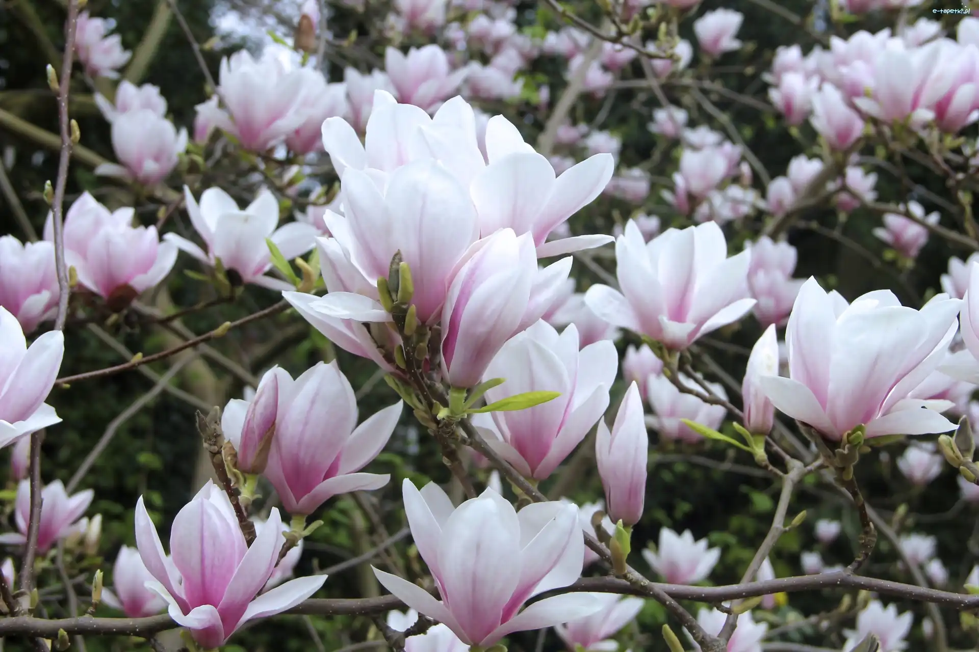 Różowo biała, Magnolia