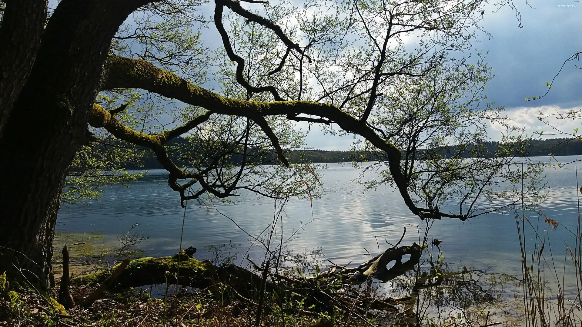 Dłużek, Wiosna, Drzewo, Jezioro