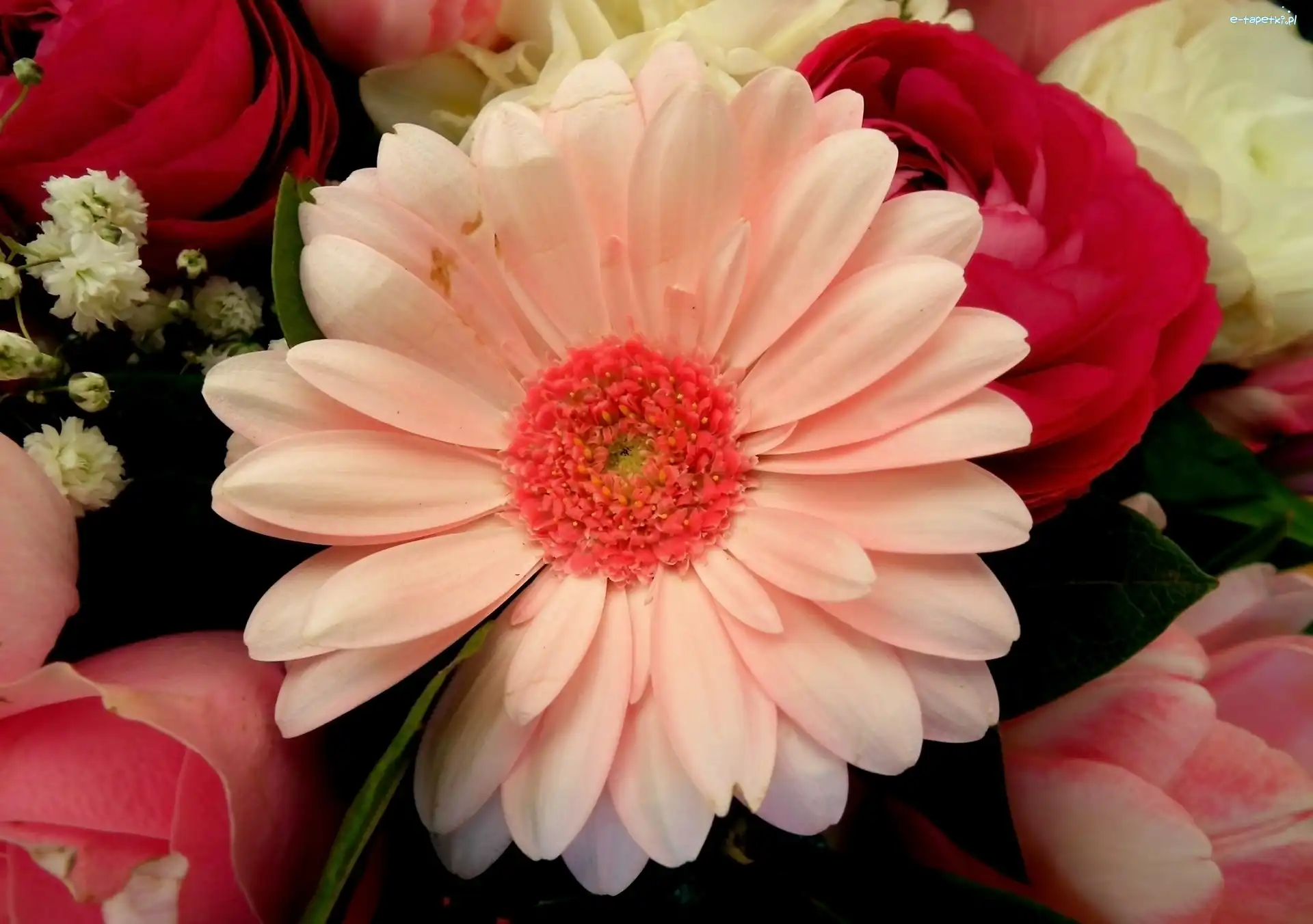 Gerbera, Kwiat