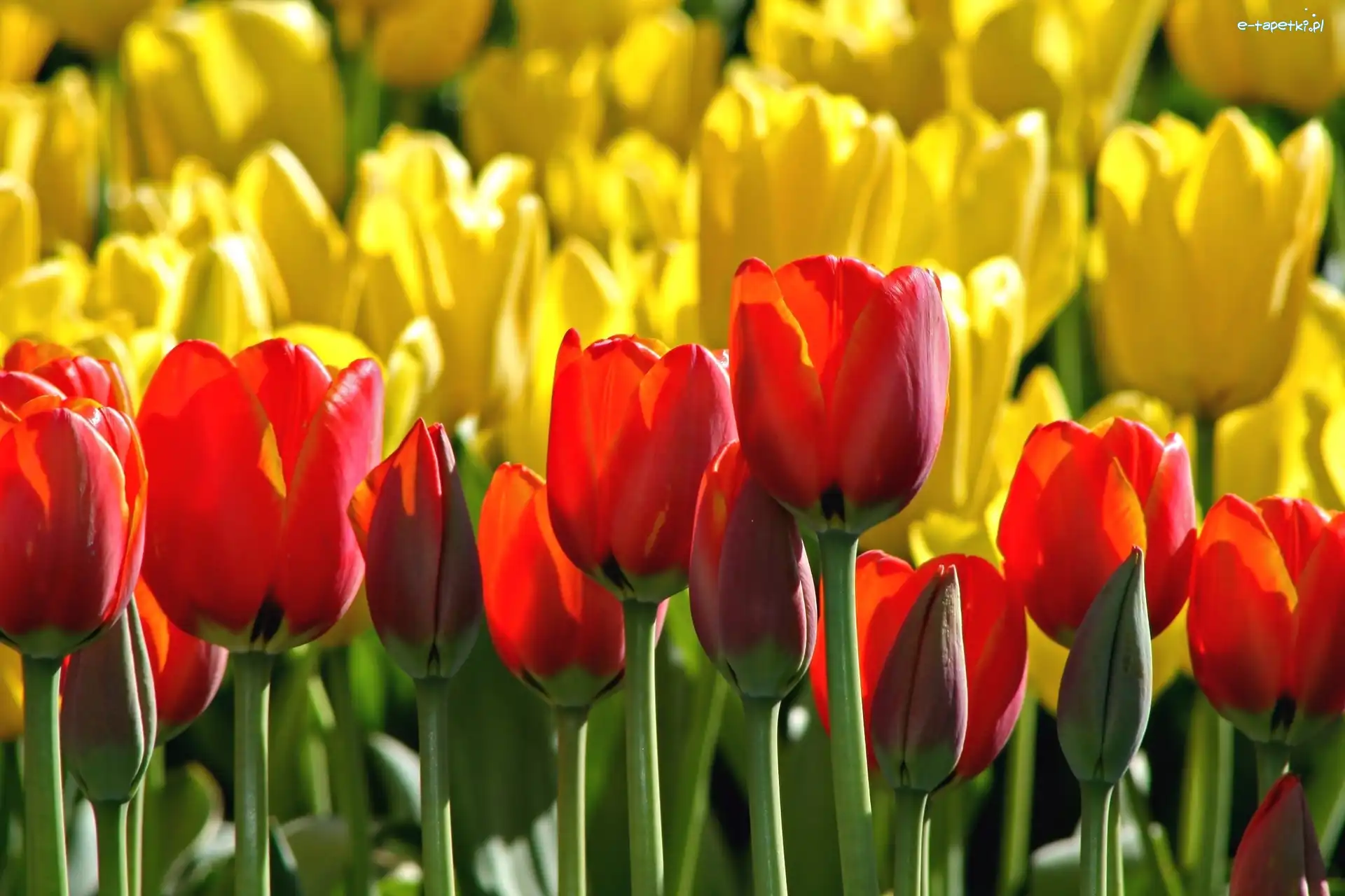 Tulipany, Czerwone, Żółte
