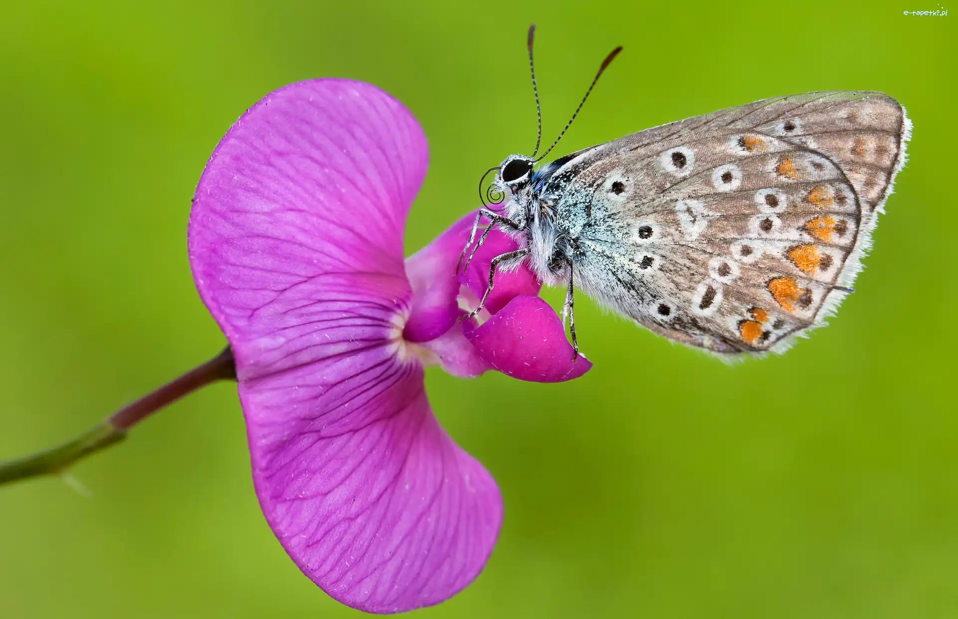 Modraszek, Storczyk, Różowy, Motyl