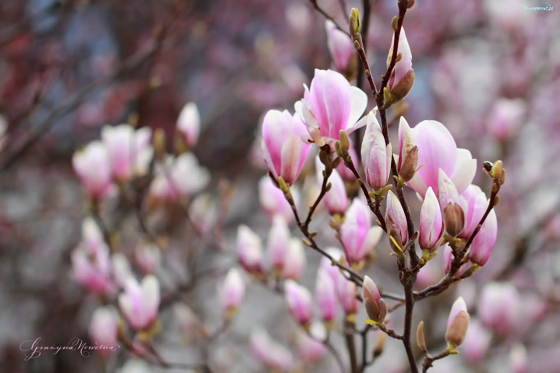 Kwiaty, Różowe, Magnolia