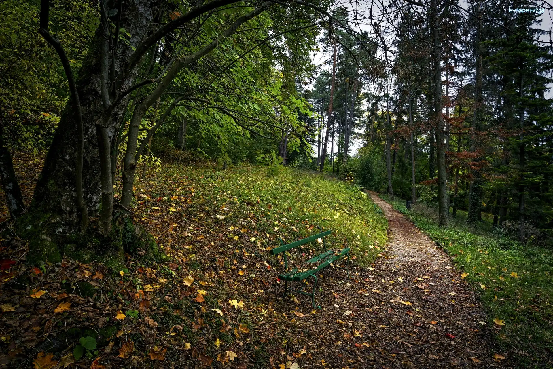 Park, Alejka, Drzewa, Ławka, Liście