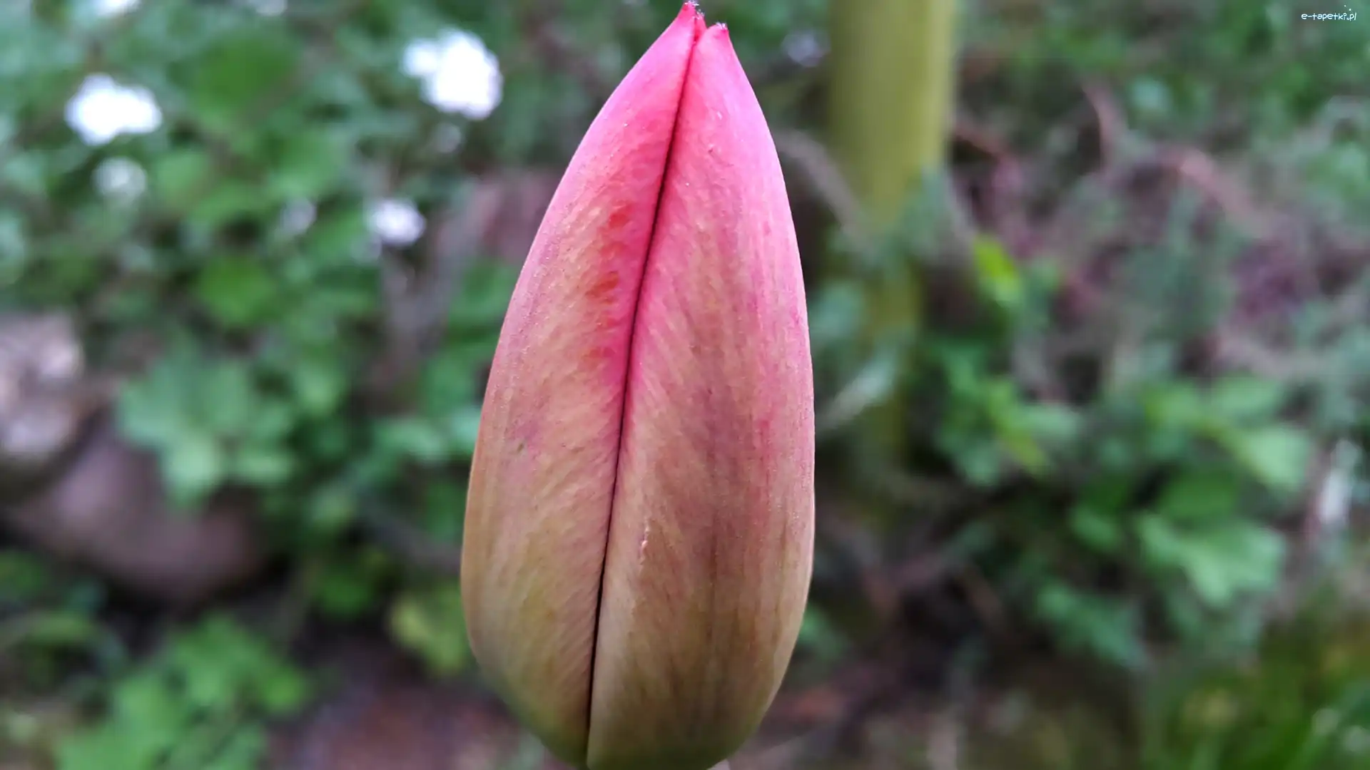 Tulipan, Nierozkwitnięty