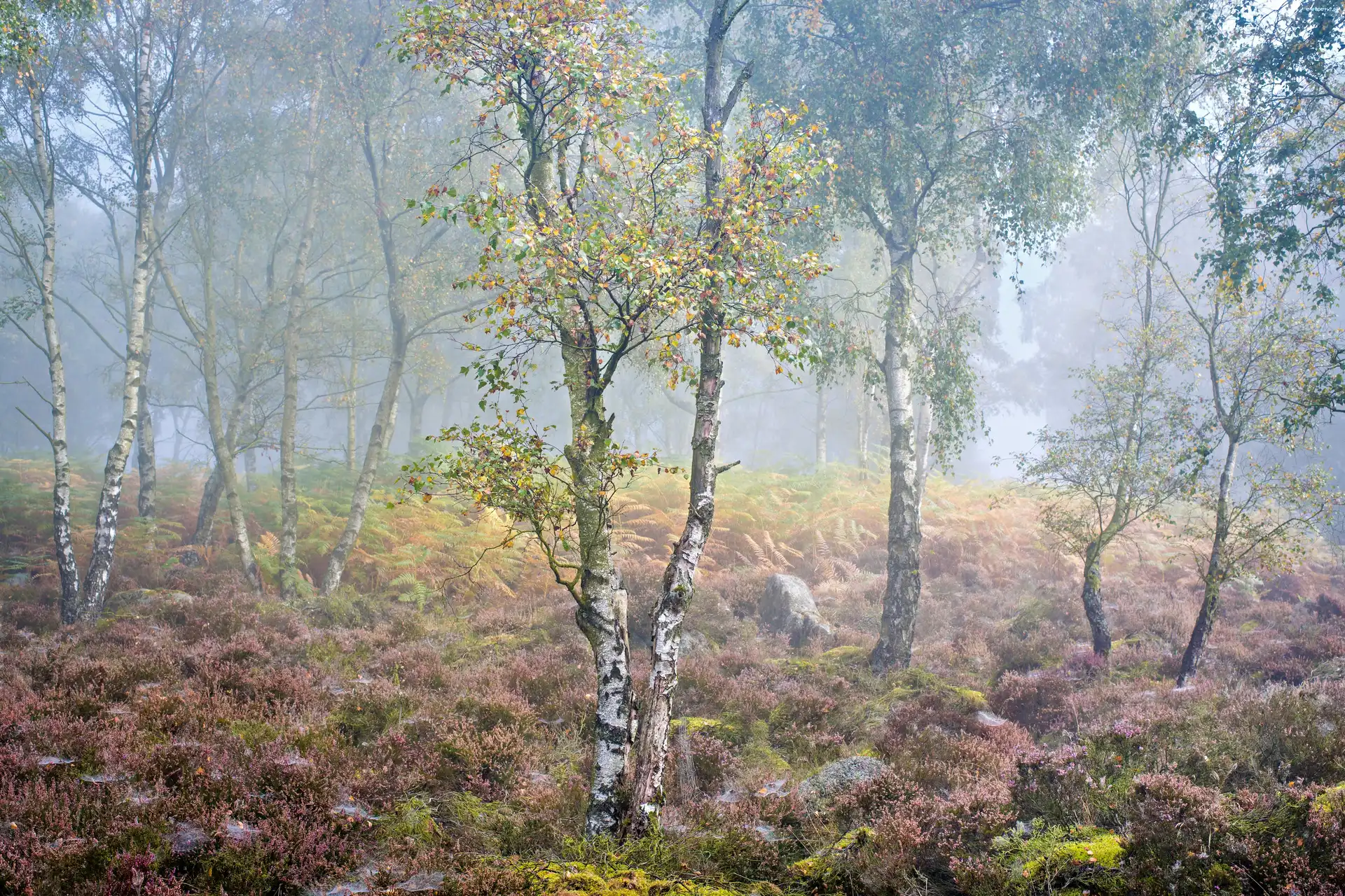 Anglia, Wrzosy, Mgła, Brzozy, Jesień, Hrabstwo Derbyshire, Park Narodowy Peak District