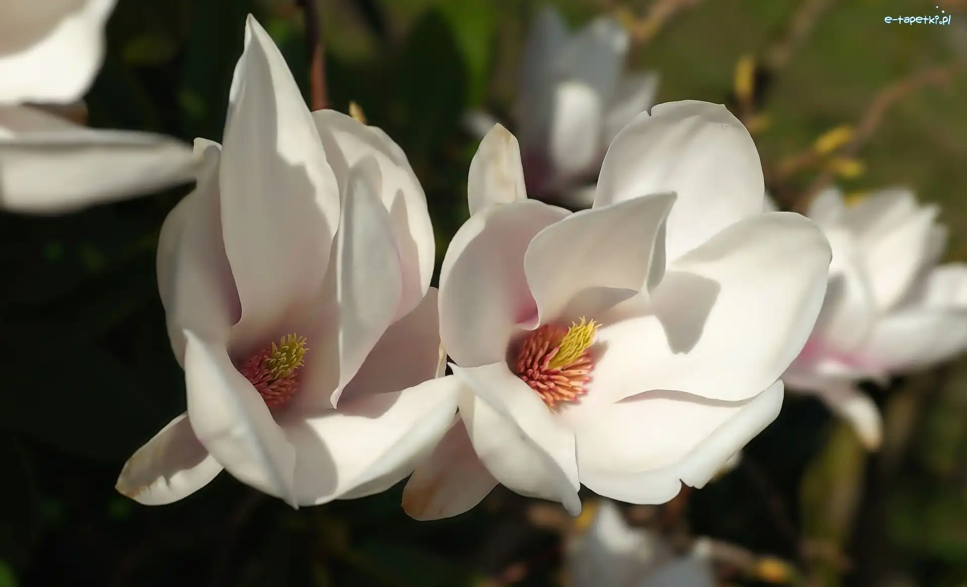 Magnolia, Kwiaty, Białe