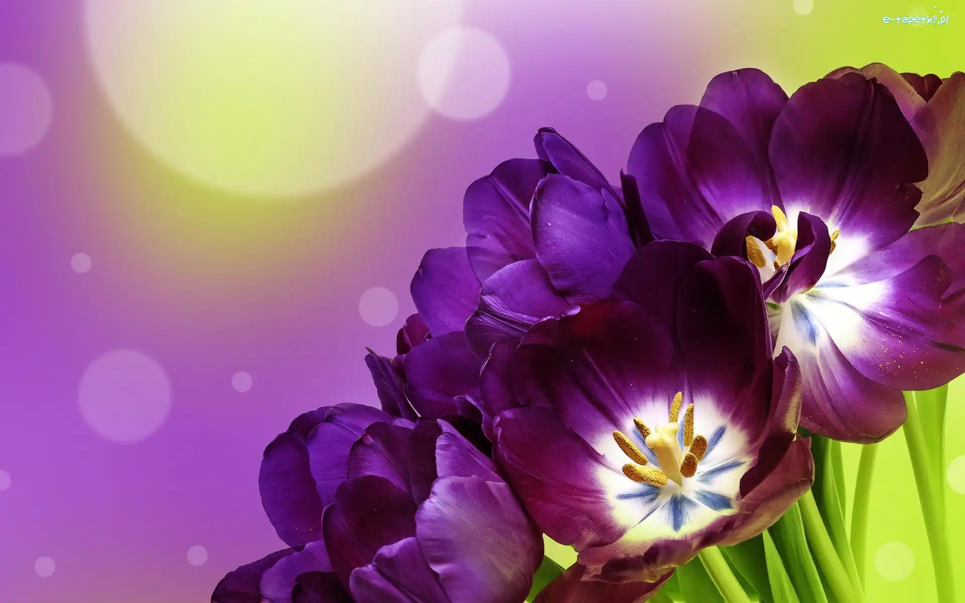 Tulipany, Fioletowe