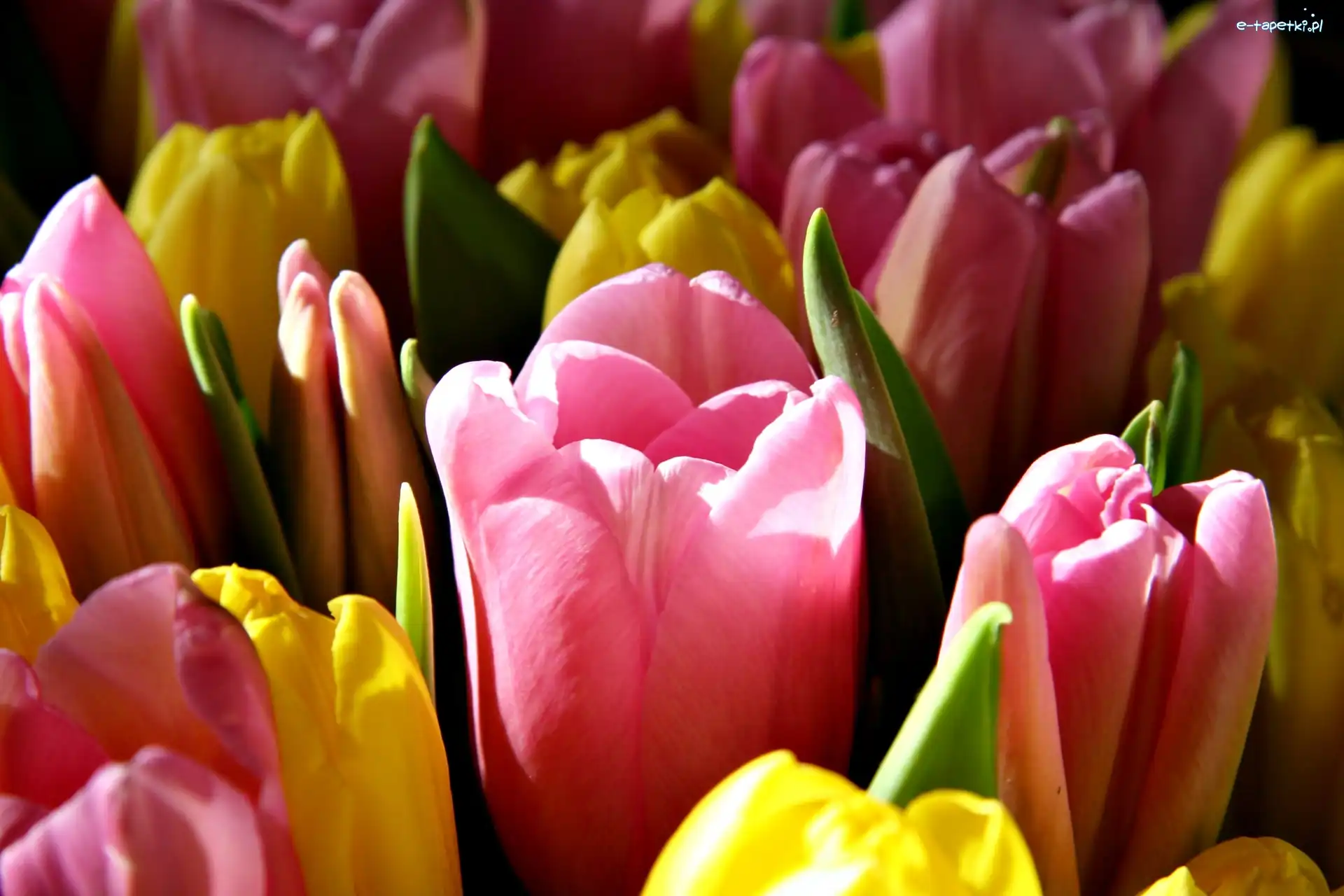 Tulipany, Kwiaty