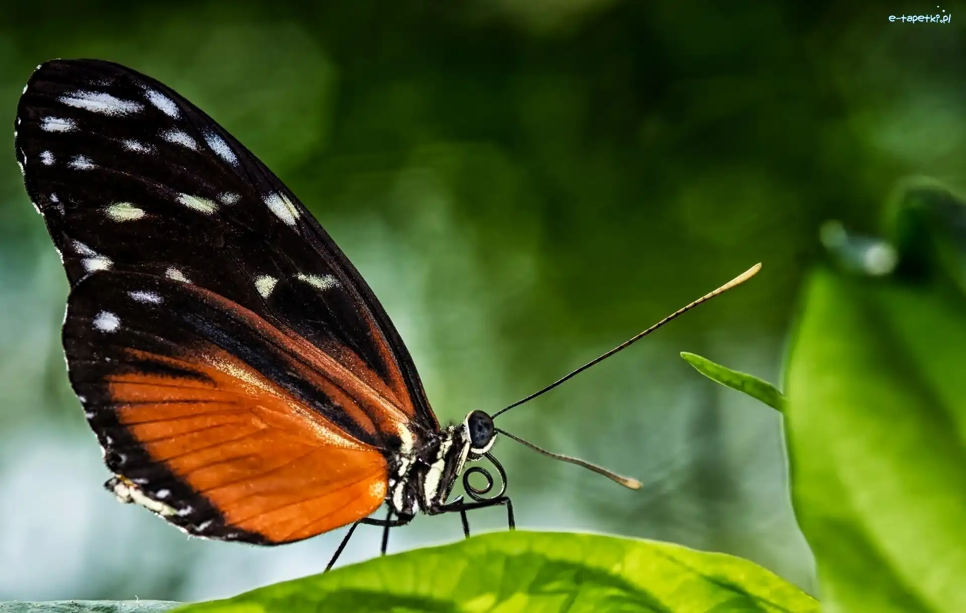 Motyl, Makro