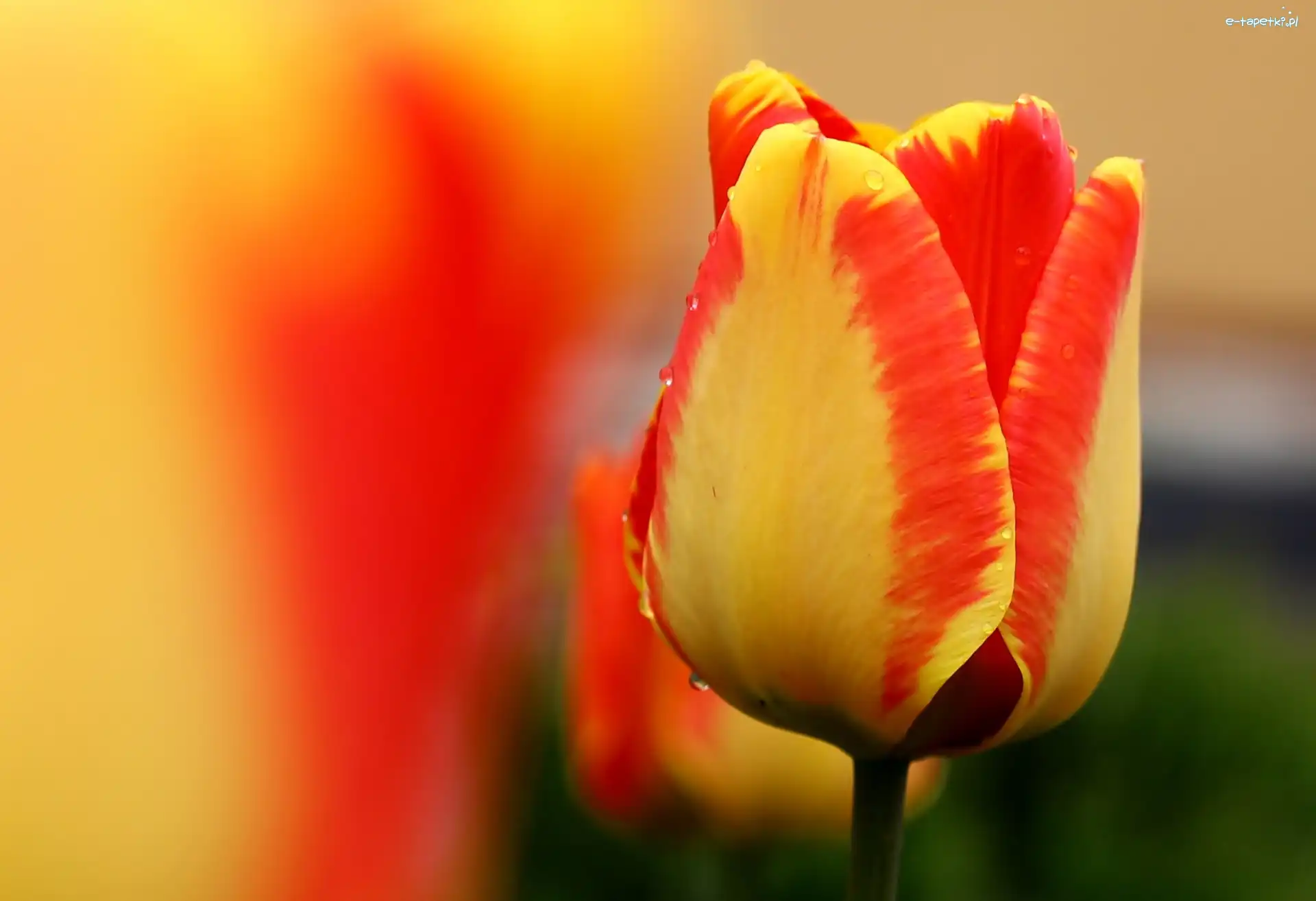 Tulipan, Pomarańczowy, Żółto