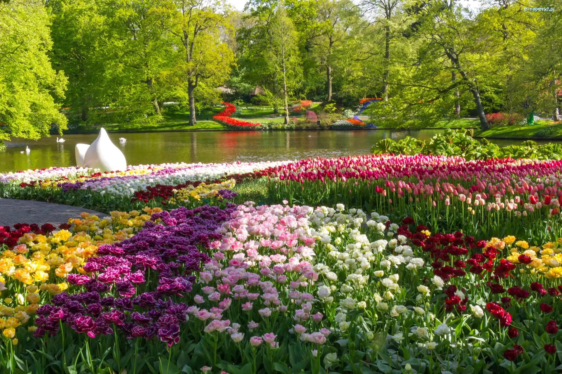 Holandia, Staw, Drzewa, Kwiaty, Tulipany, Park