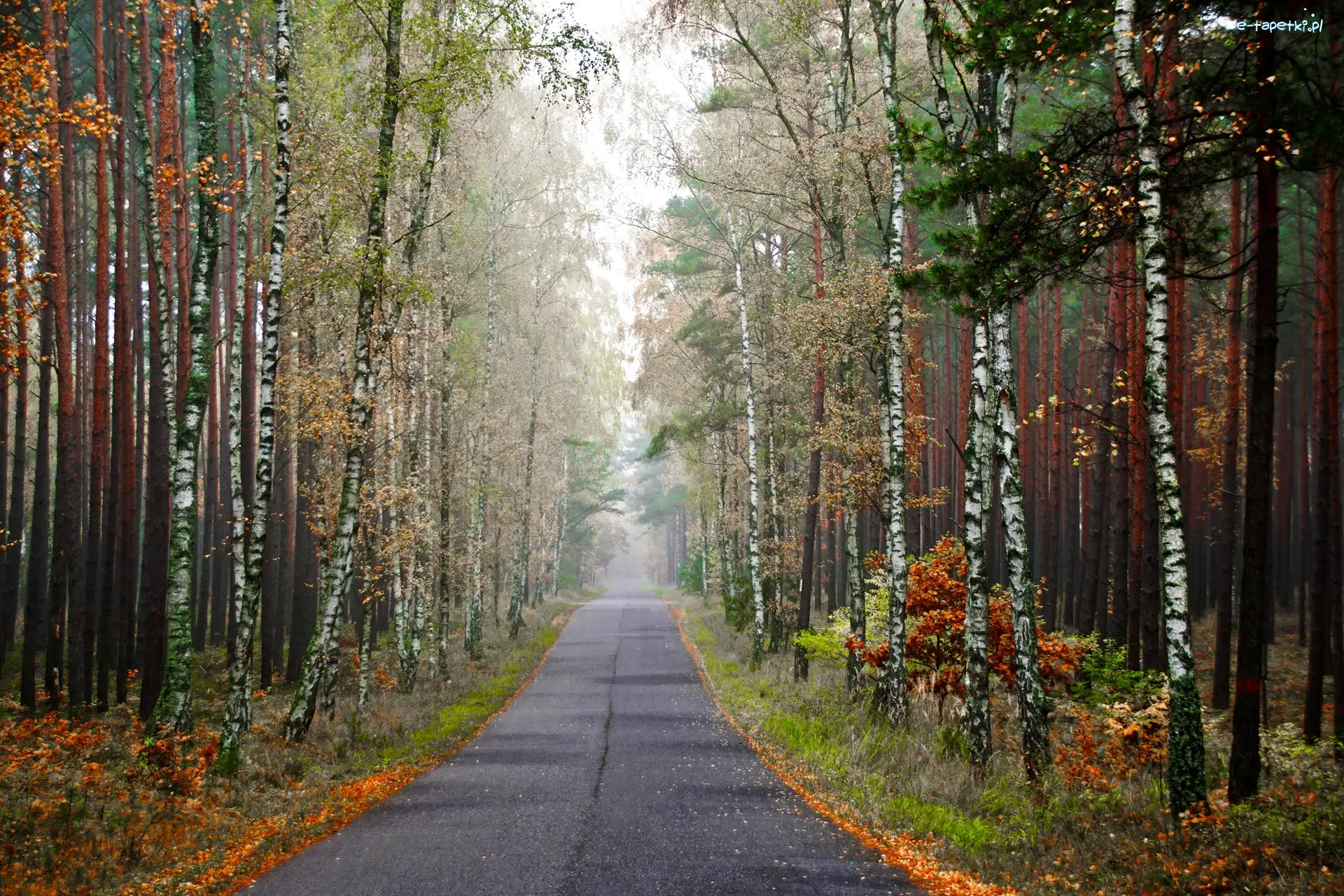 Las, Brzozy, Droga, Jesień