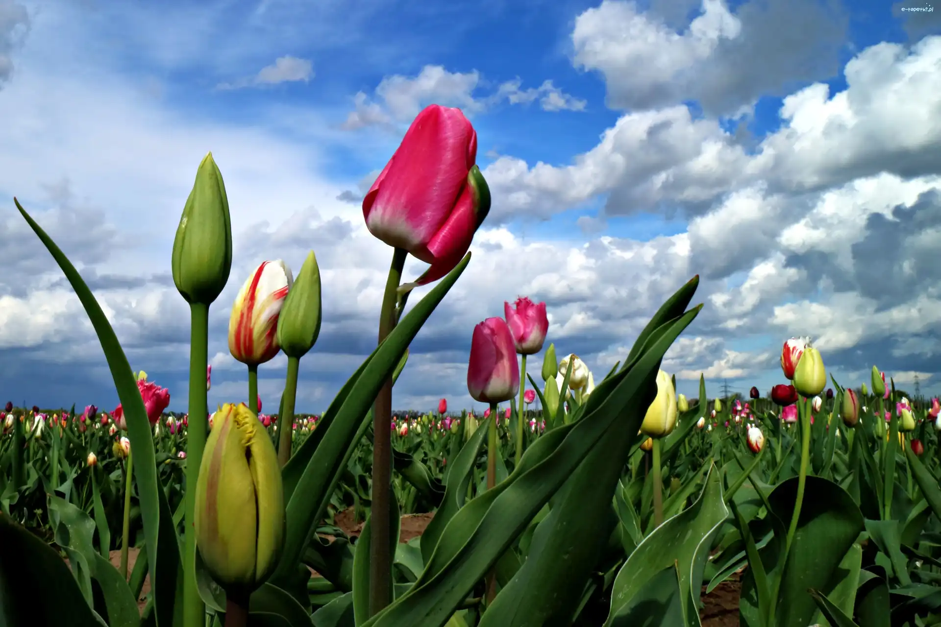 Tulipanów, Ołoki, Niebo, Pole