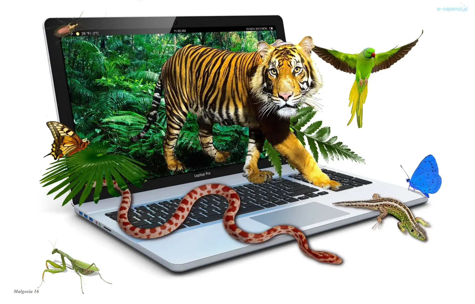 Papuga, Motyle, Laptop, 4D, Grafika, Modliszka, Jaszczurka, Tygrys, Wąż