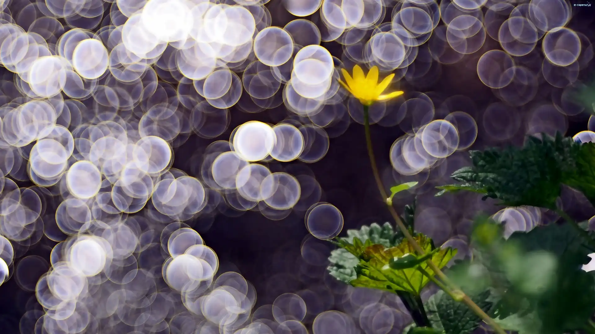 Żółty, Liście, Kwiatek, Bokeh, Światło