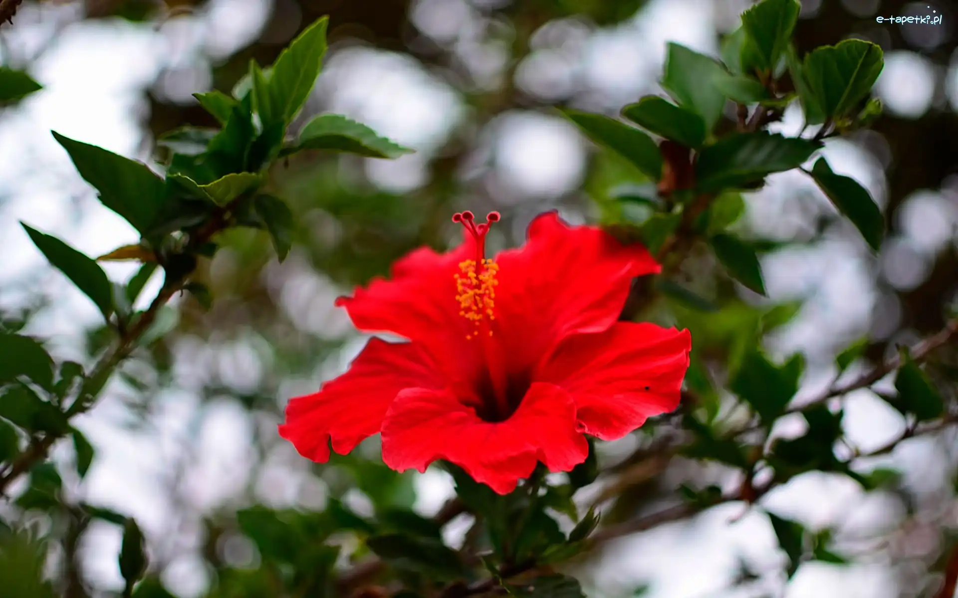 Hibiskus, Kwiat, Czerwony