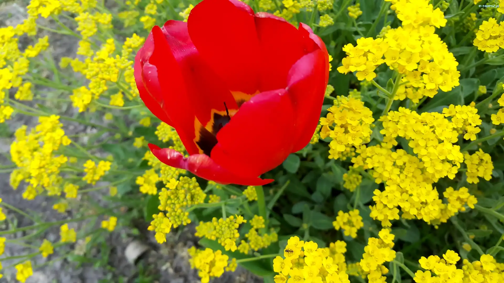Tulipan, Kwiaty, Żółte, Czerwony