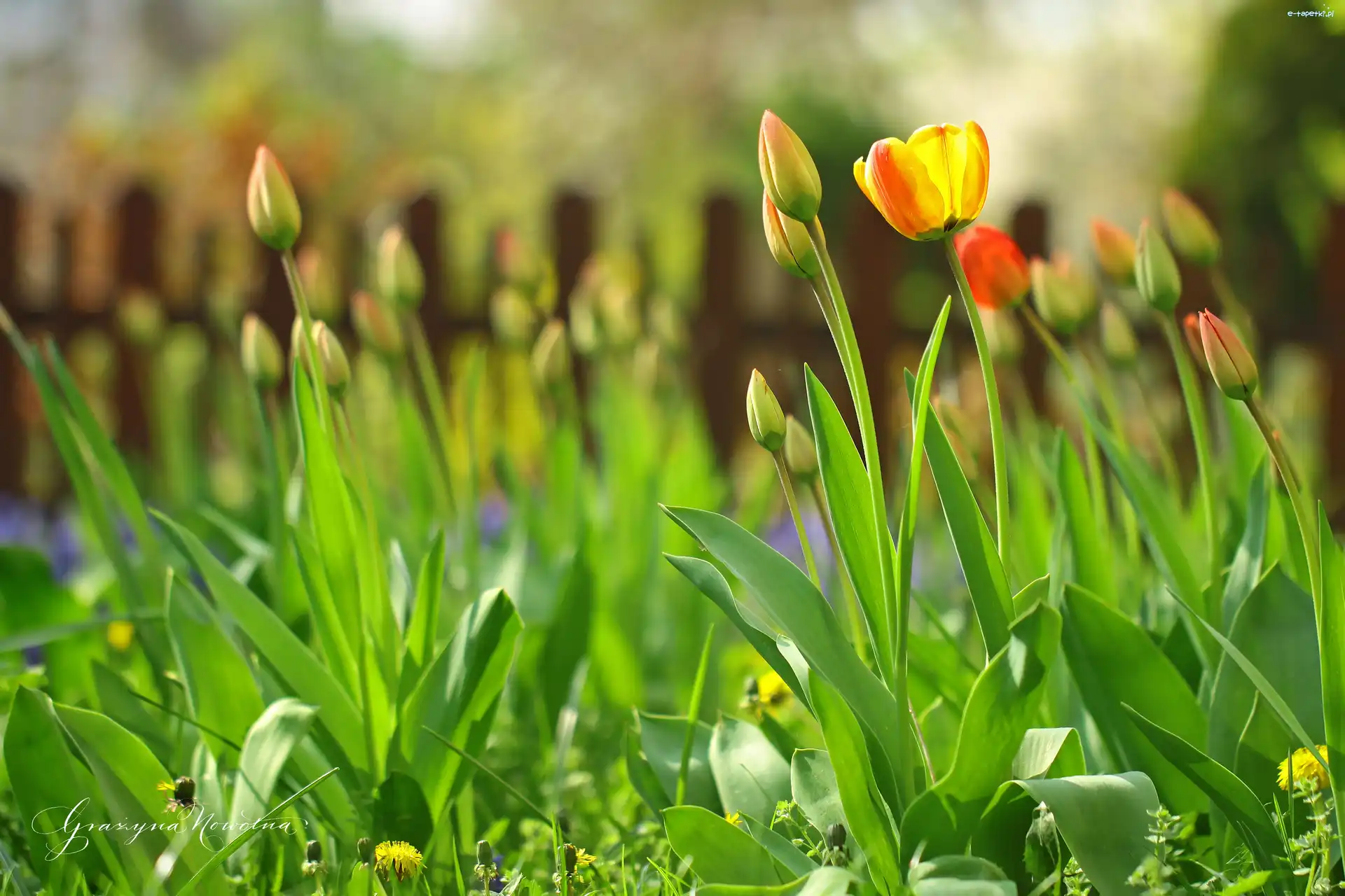 Kwiaty, Tulipany