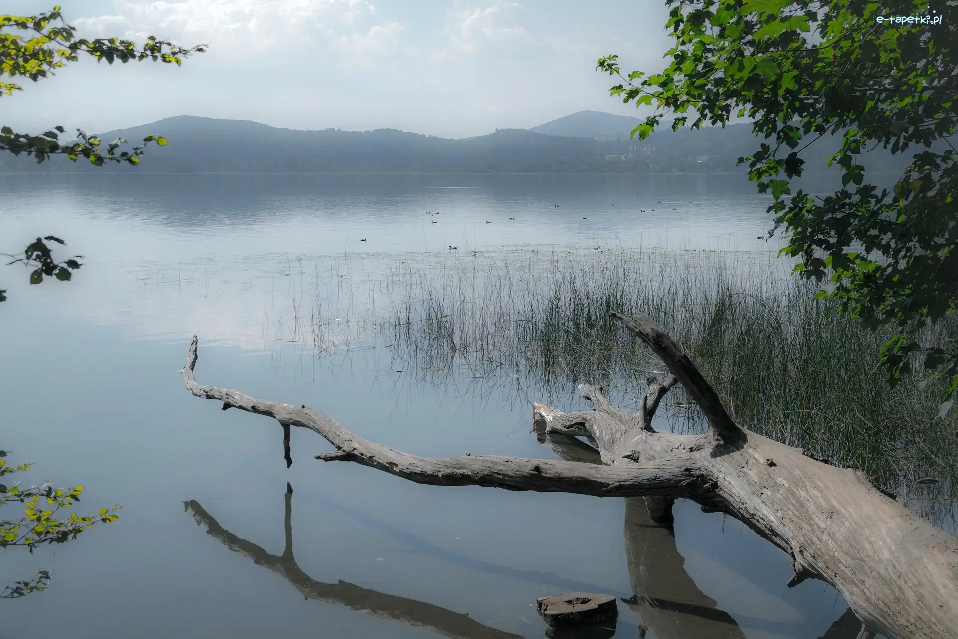 Jezioro, Pień, Zarośla, Mgła, Drzewa