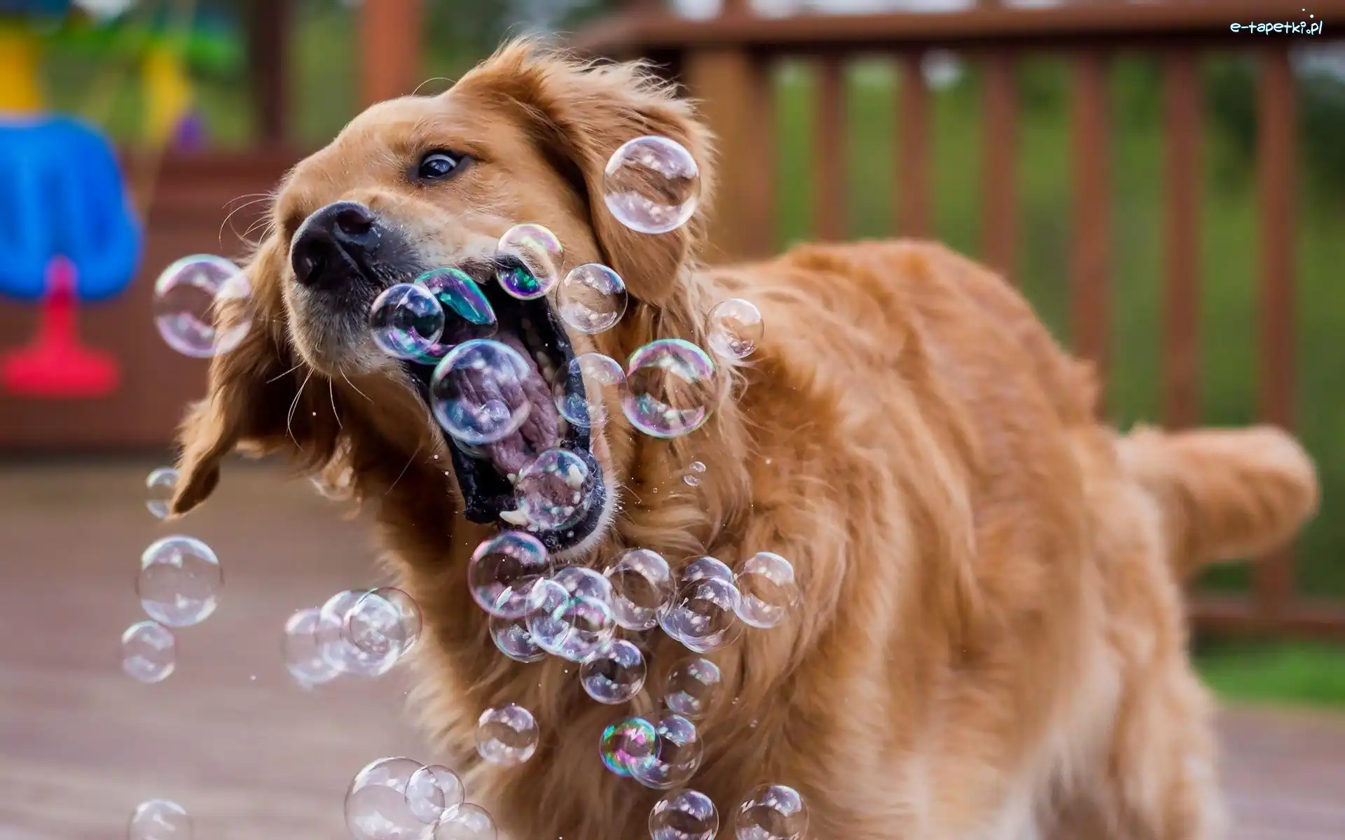 Golden retriever, Zabawa, Bańki, Pies