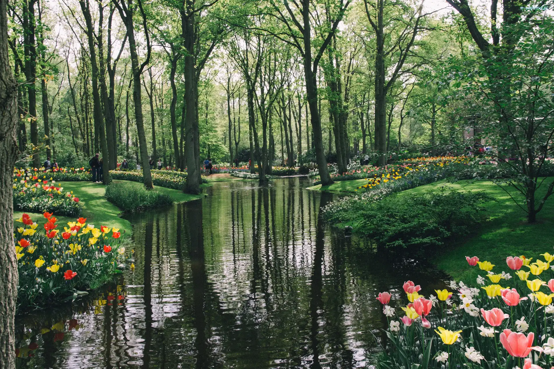Park, Tulipany, Rzeka, Ludzie, Drzewa