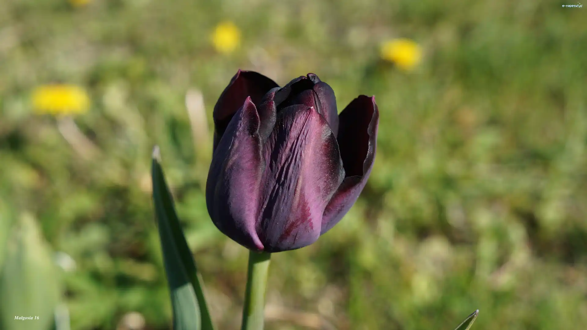 Tulipan, Wiosenny, Kwiat