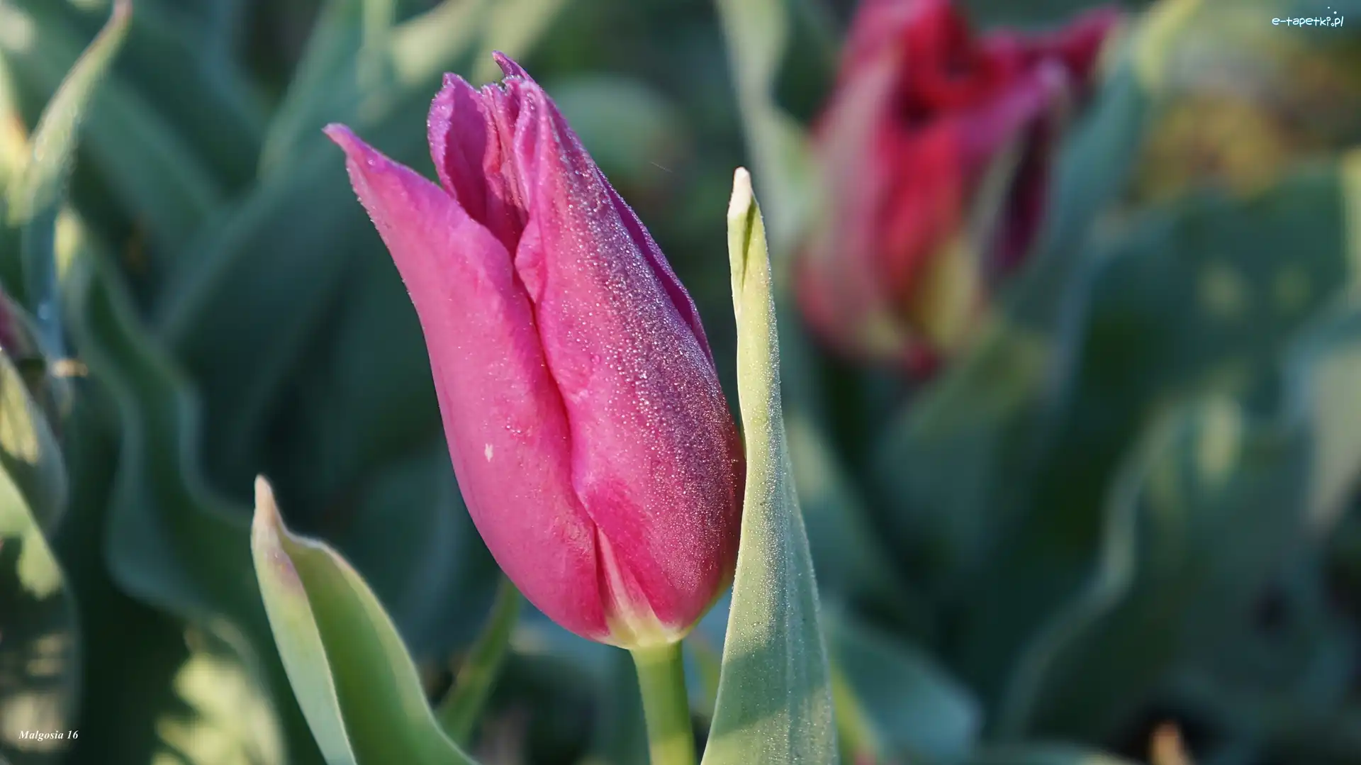 Tulipan, Wiosenny, Kwiat