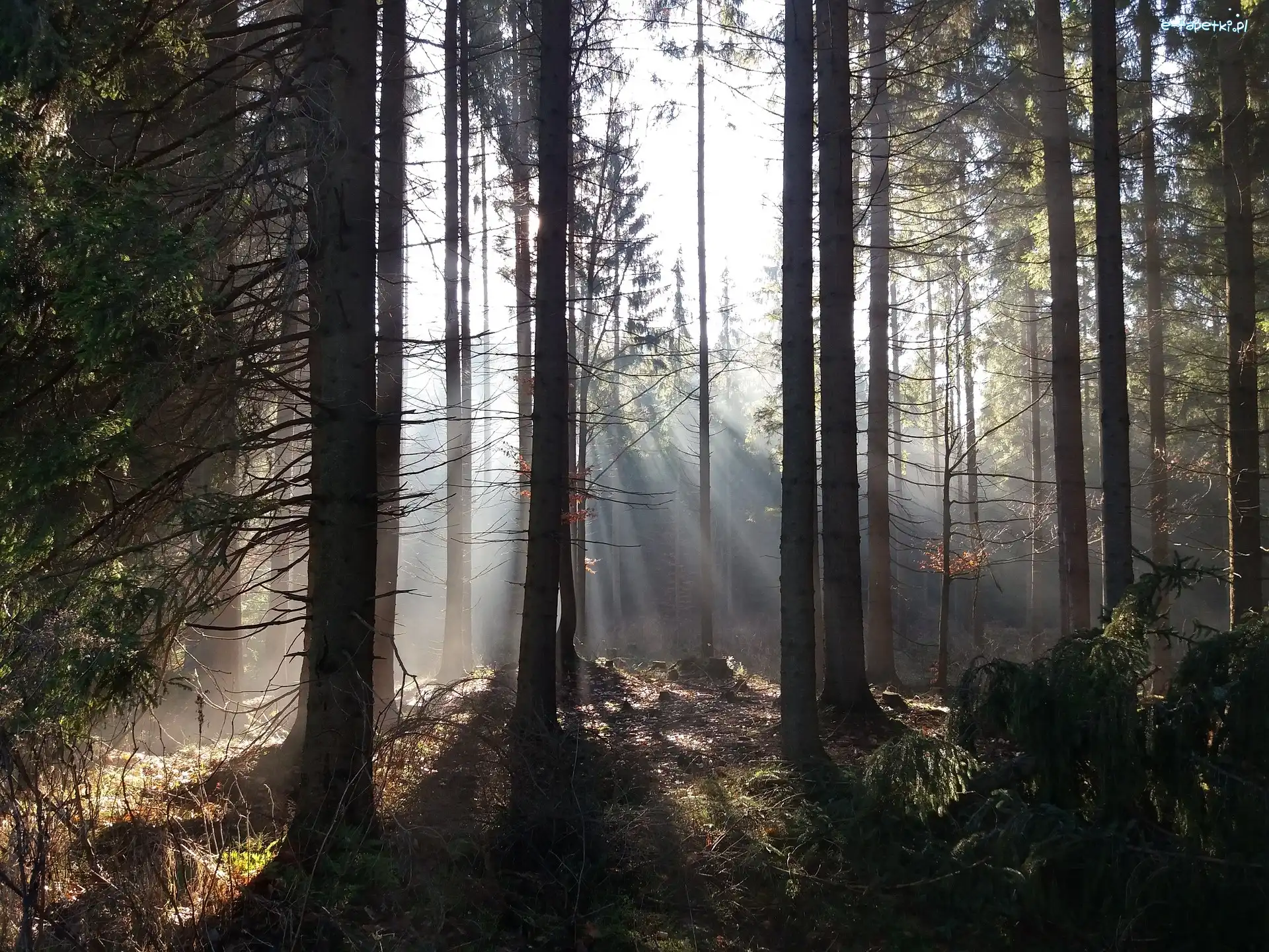 Mgła, Światło, Przebijające, Las