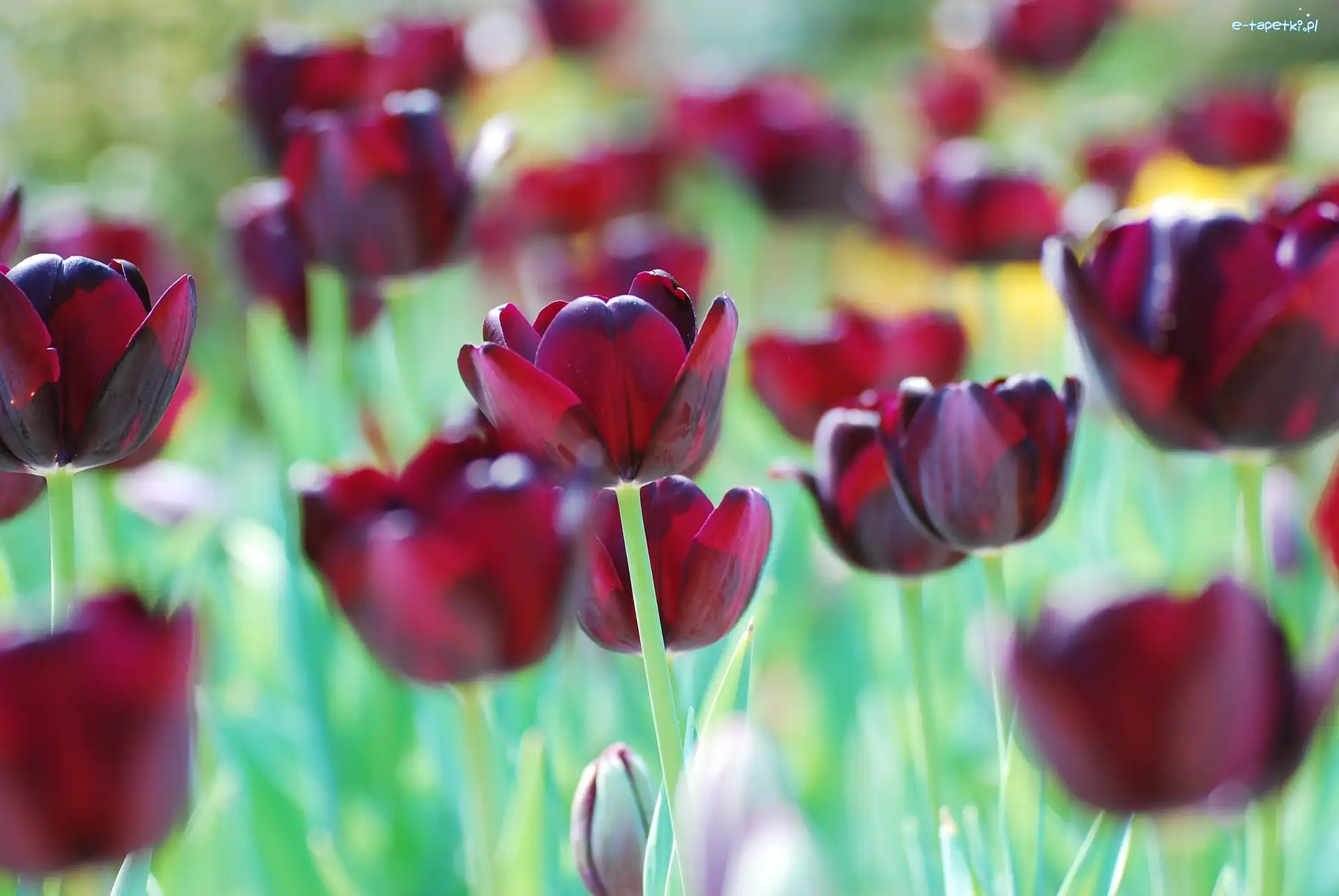 Rozmycie, Tulipany, Ciemnoczerwone