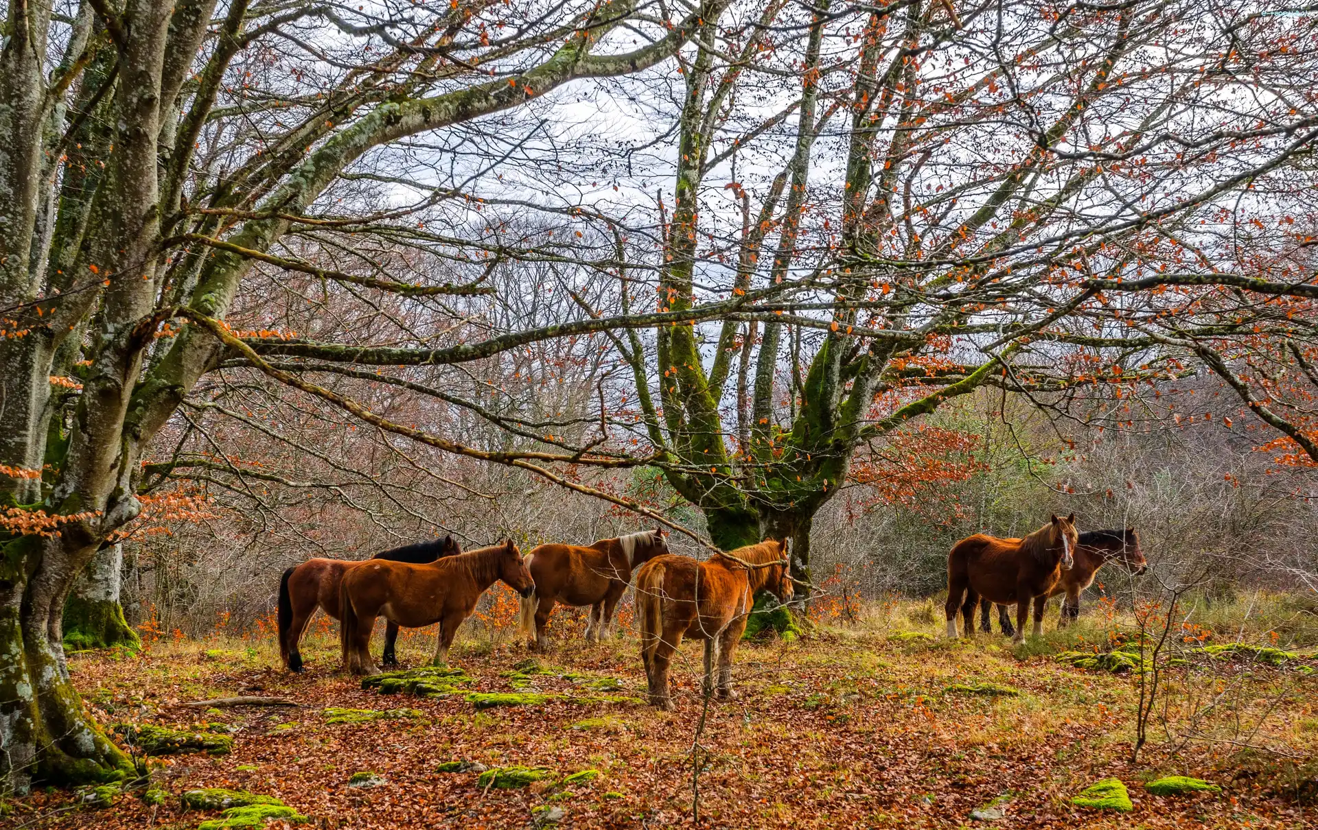 Konie, Las, Jesień