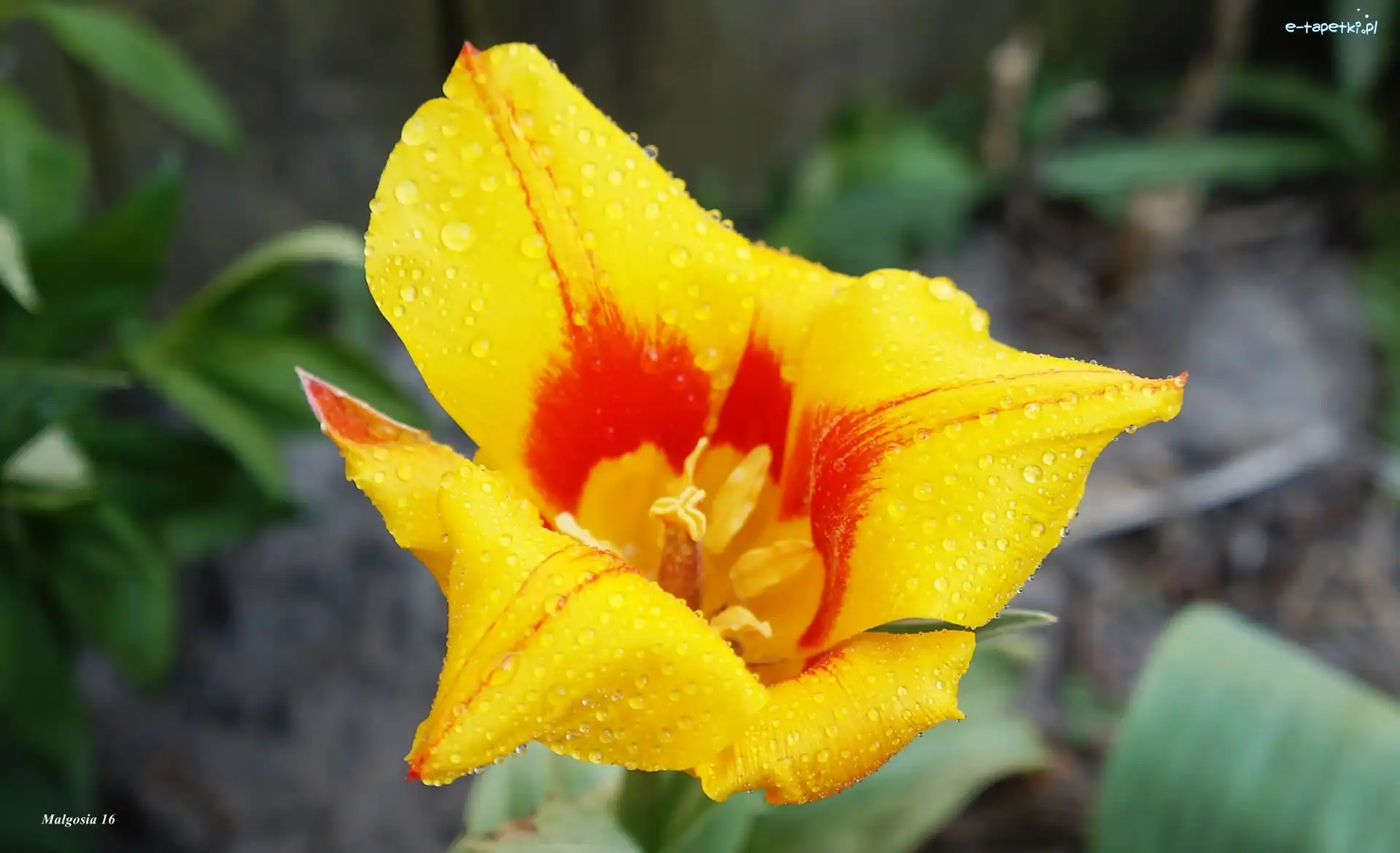 Krople, Czerwony, Tulipan, Rosa, Żółty, Kwiat
