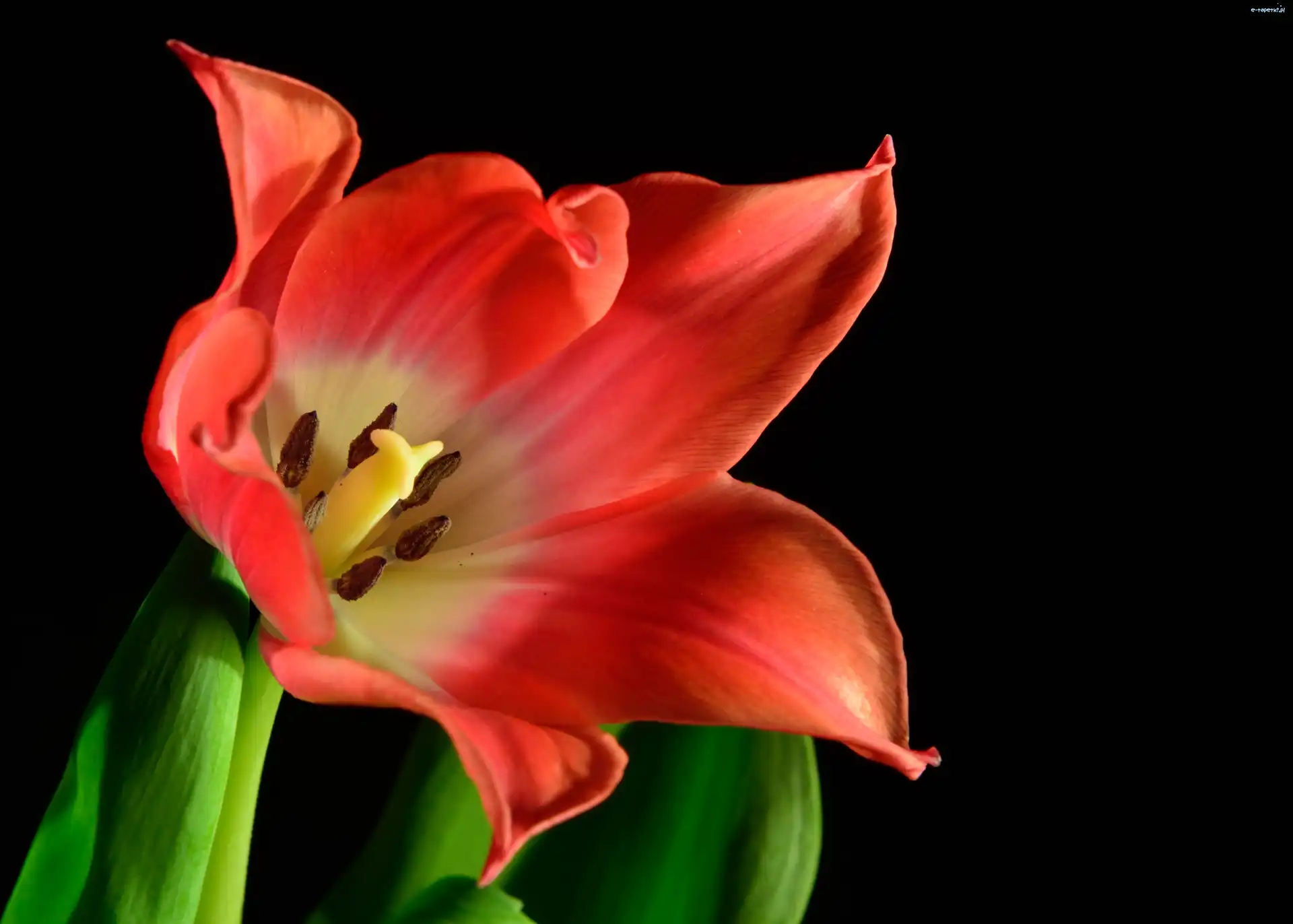 Tulipan, Kwiat