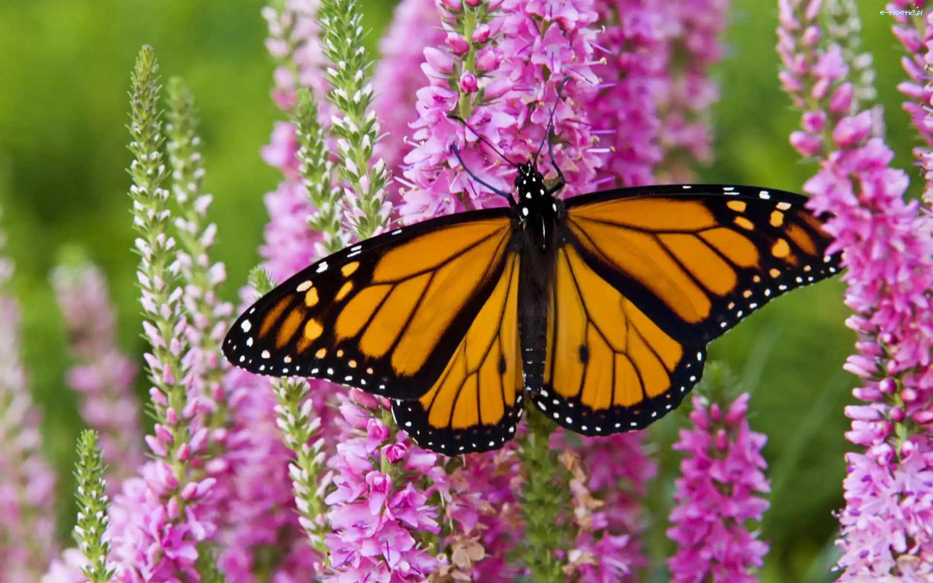 Piękny, Monarch, Motyl, Ogród, Kwiaty