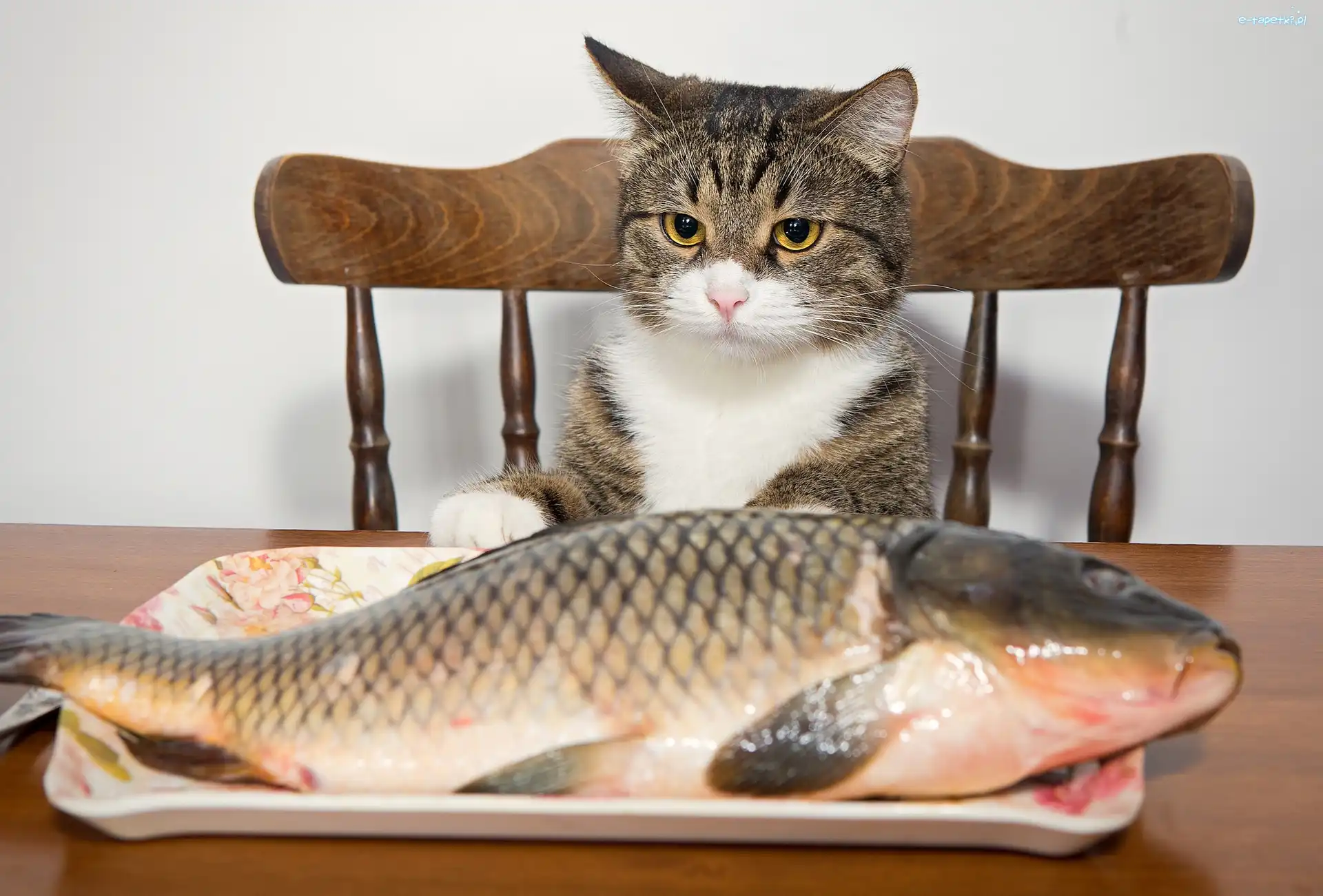 Ryba, Talerz, Karp, Kot